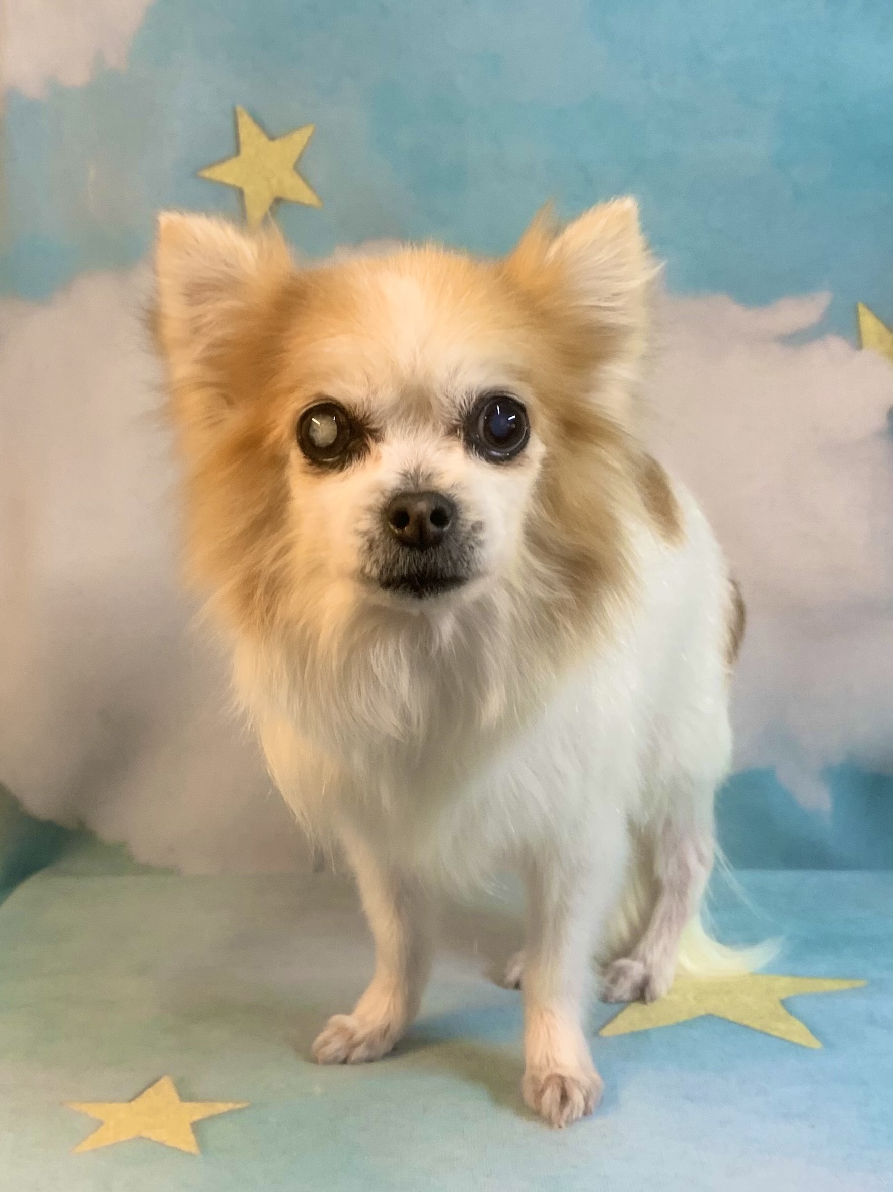 守谷市でトリミングです。柚ちゃん　(チワワ女の子　シャンプー＆部分カットコースです。)