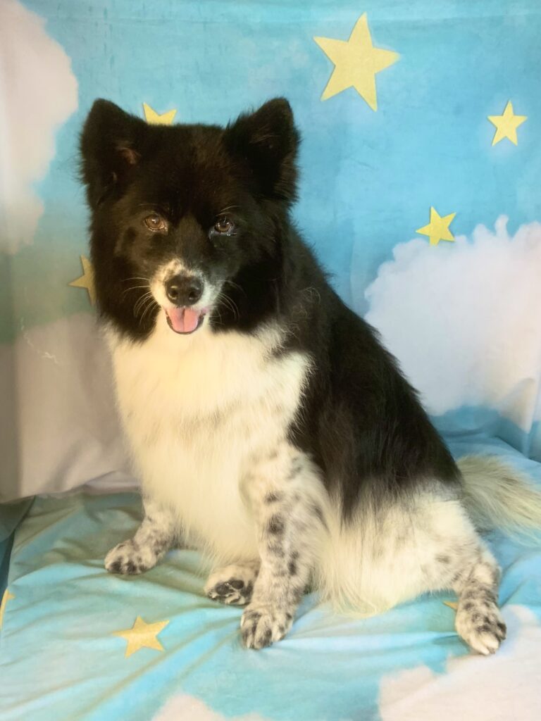 つくばみらい市でトリミングです。メグちゃん　(ボーダーコリー女の子　シャンプーコースです。)