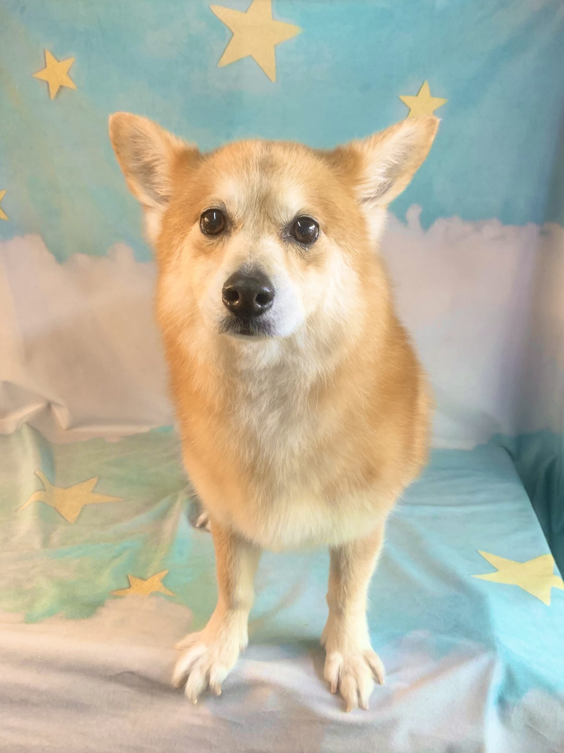 栄町でトリミングです。リクくん　(ポメラニアンＭＩＸ男の子　シャンプー＆カットコースです。)