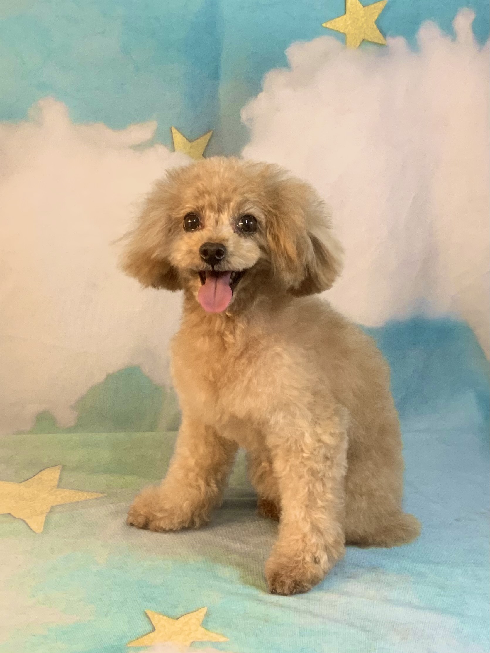 つくば市でトリミングです。りくくん　(トイプードル男の子　シャンプー＆カットコースです。)