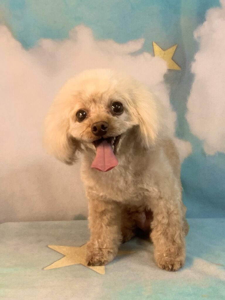 つくばみらい市でトリミングです。しょうくん　(トイプードル男の子　シャンプー＆カットコースです。)