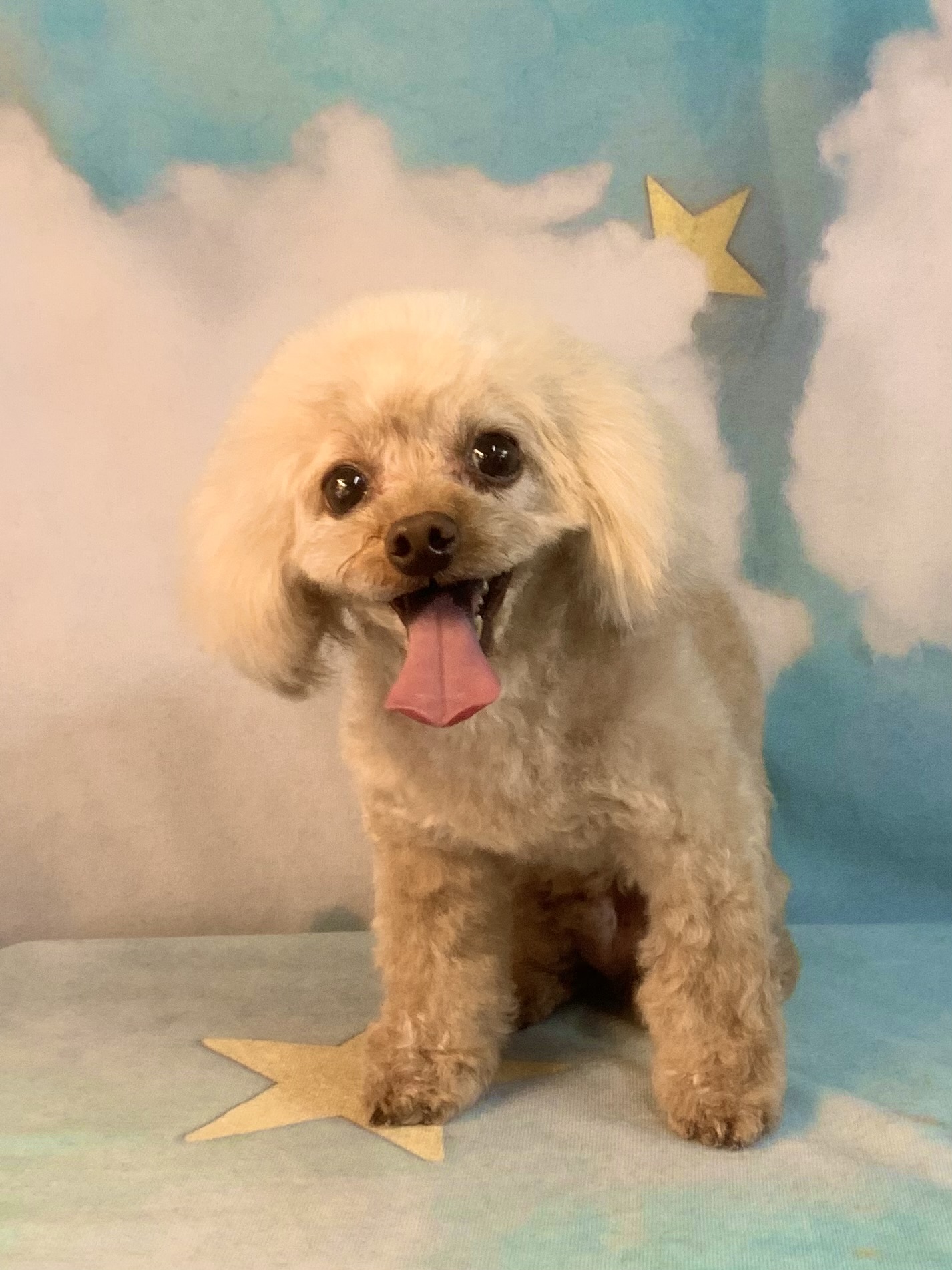 つくばみらい市でトリミングです。しょうくん　(トイプードル男の子　シャンプー＆カットコースです。)