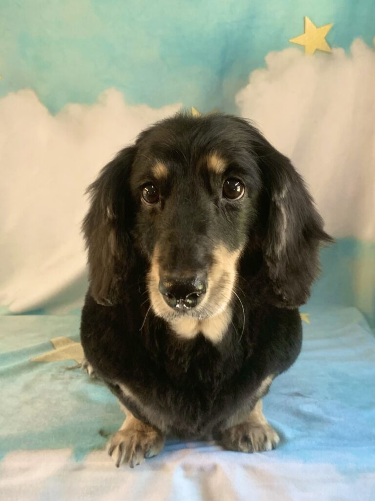 龍ヶ崎市でトリミングです。ニモくん　(ミニチュアダックスフンド男の子　シャンプー＆カットコースです。)