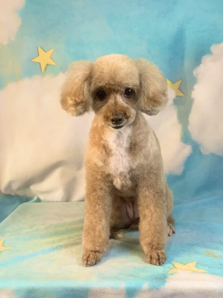 守谷市でトリミングです。モカちゃん　(トイプードル女の子　シャンプー＆カットコースです。)