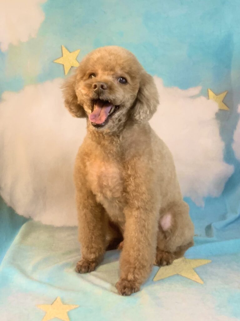 つくば市でトリミングです。リオンくん　(トイプードル男の子　シャンプー＆カットコースです。)