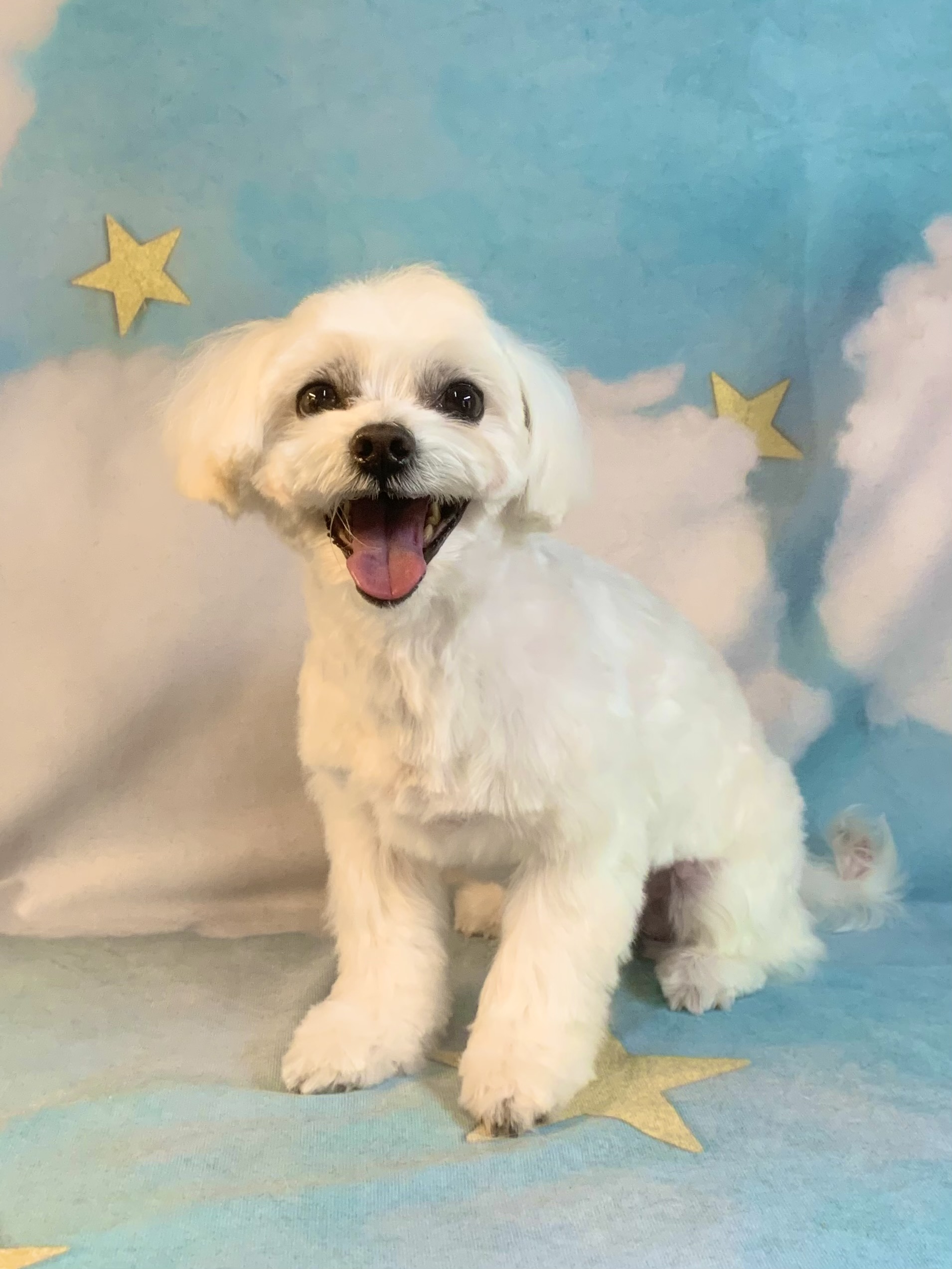 守谷市でトリミングです。マーキュリーくん　(マルチーズ男の子　シャンプー＆カットコースです。)