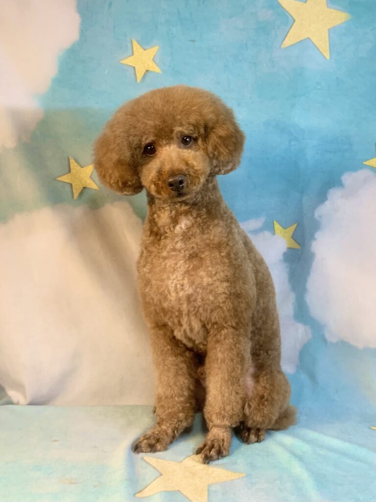 つくばみらい市でトリミングです。プーくん　(トイプードル男の子　シャンプー＆カットコースです。)