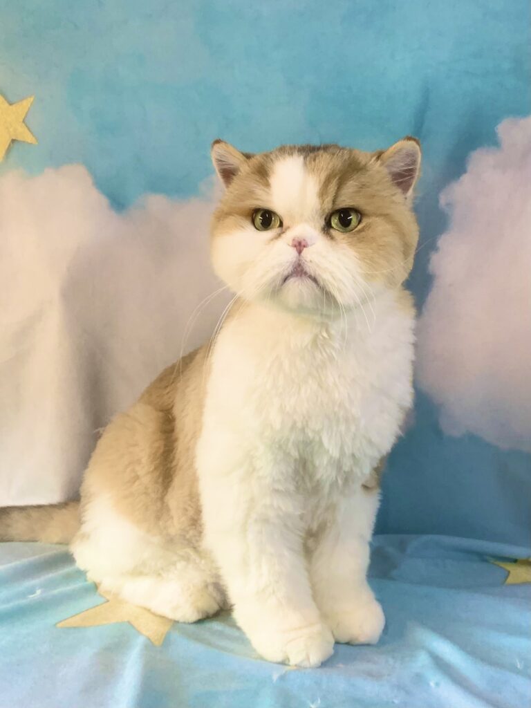 龍ヶ崎市でトリミングです。コリンちゃん　(エキゾチックショート女の子　シャンプー＆カットコースです。)