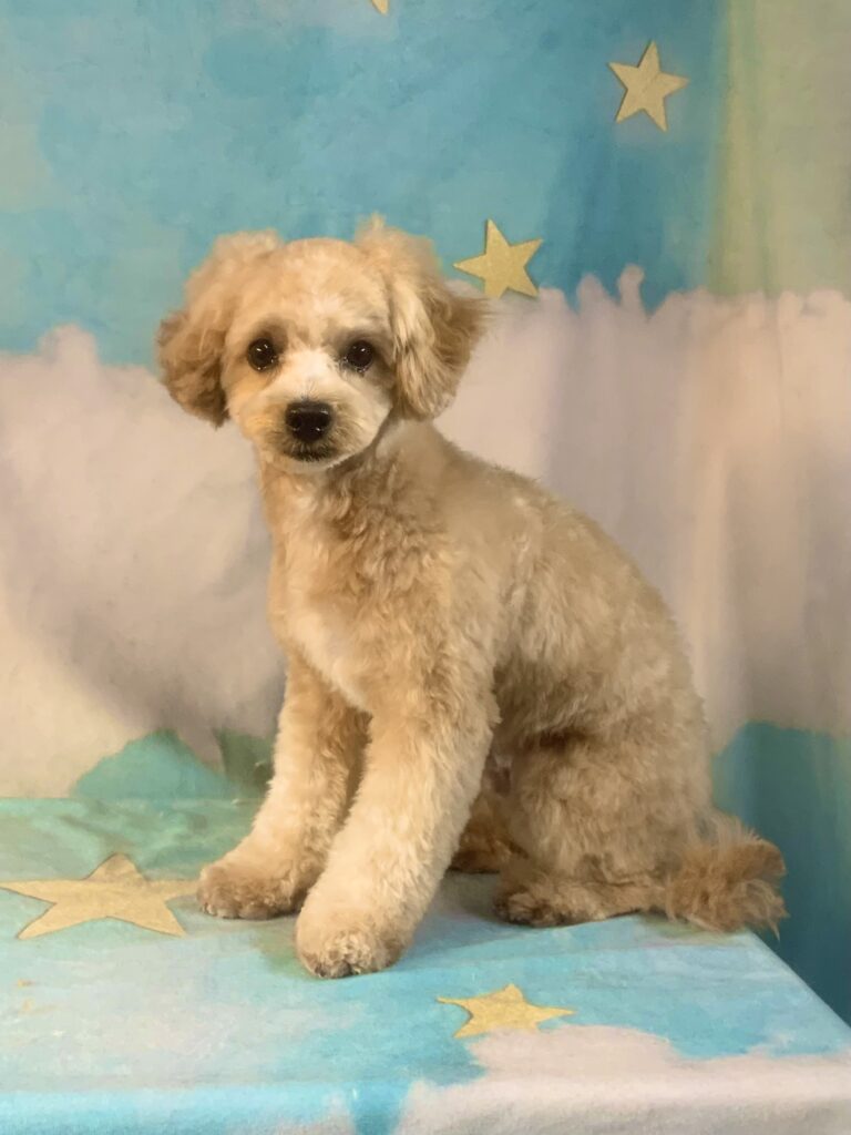 つくば市でトリミングです。Ｂｏｂくん　(トイプードルＭＩＸ男の子　シャンプー＆カットコースです。)