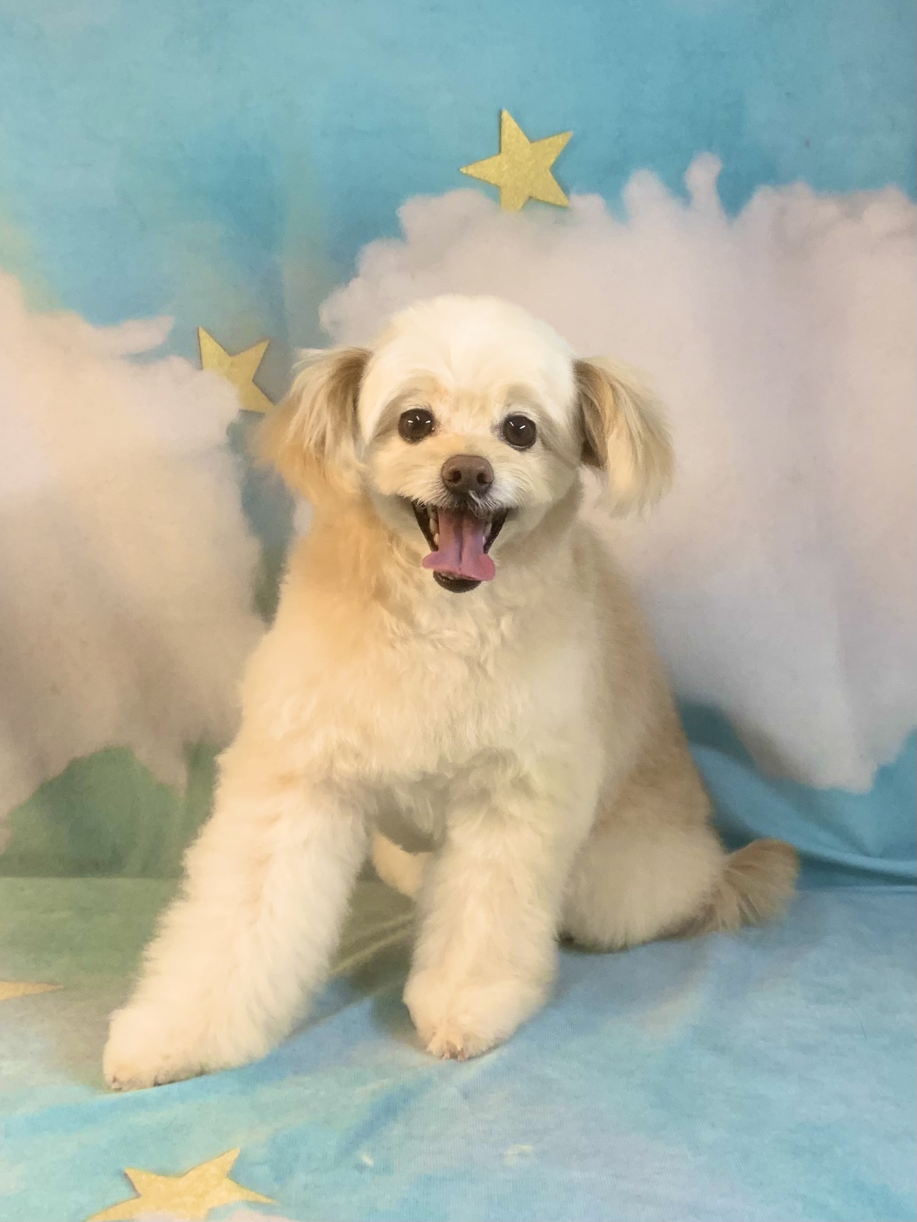 つくばみらい市でトリミングです。いなりくん　(トイプードルＭＩＸ男の子　シャンプー＆カットコースです。)