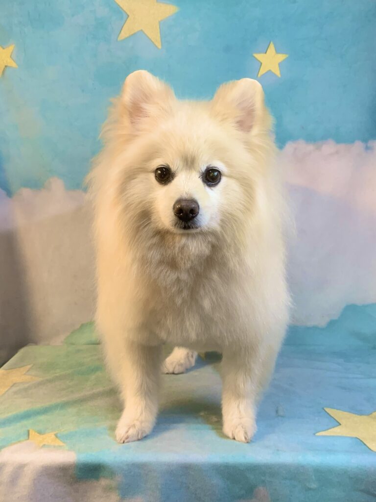 守谷市でトリミングです。ひまわりちゃん　(ポメラニアン女の子　シャンプー＆カットコースです。)