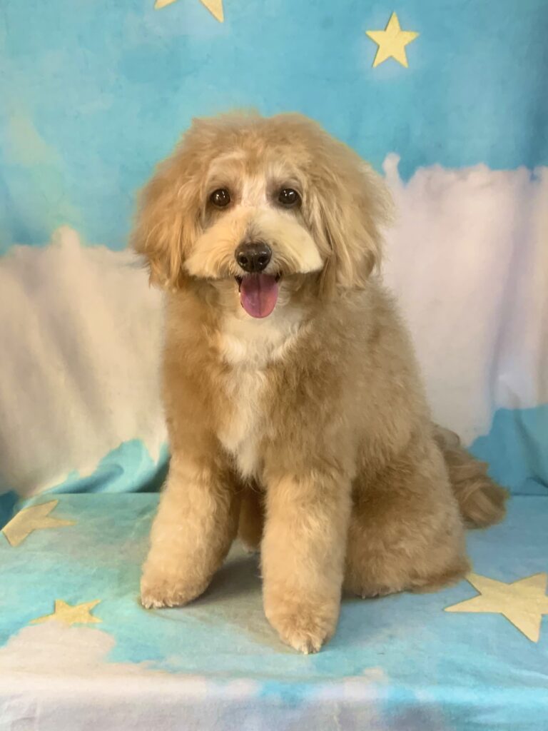 龍ヶ崎市でトリミングです。ジンくん　(トイプードルＭＩＸ男の子　シャンプー＆カットコースです。)