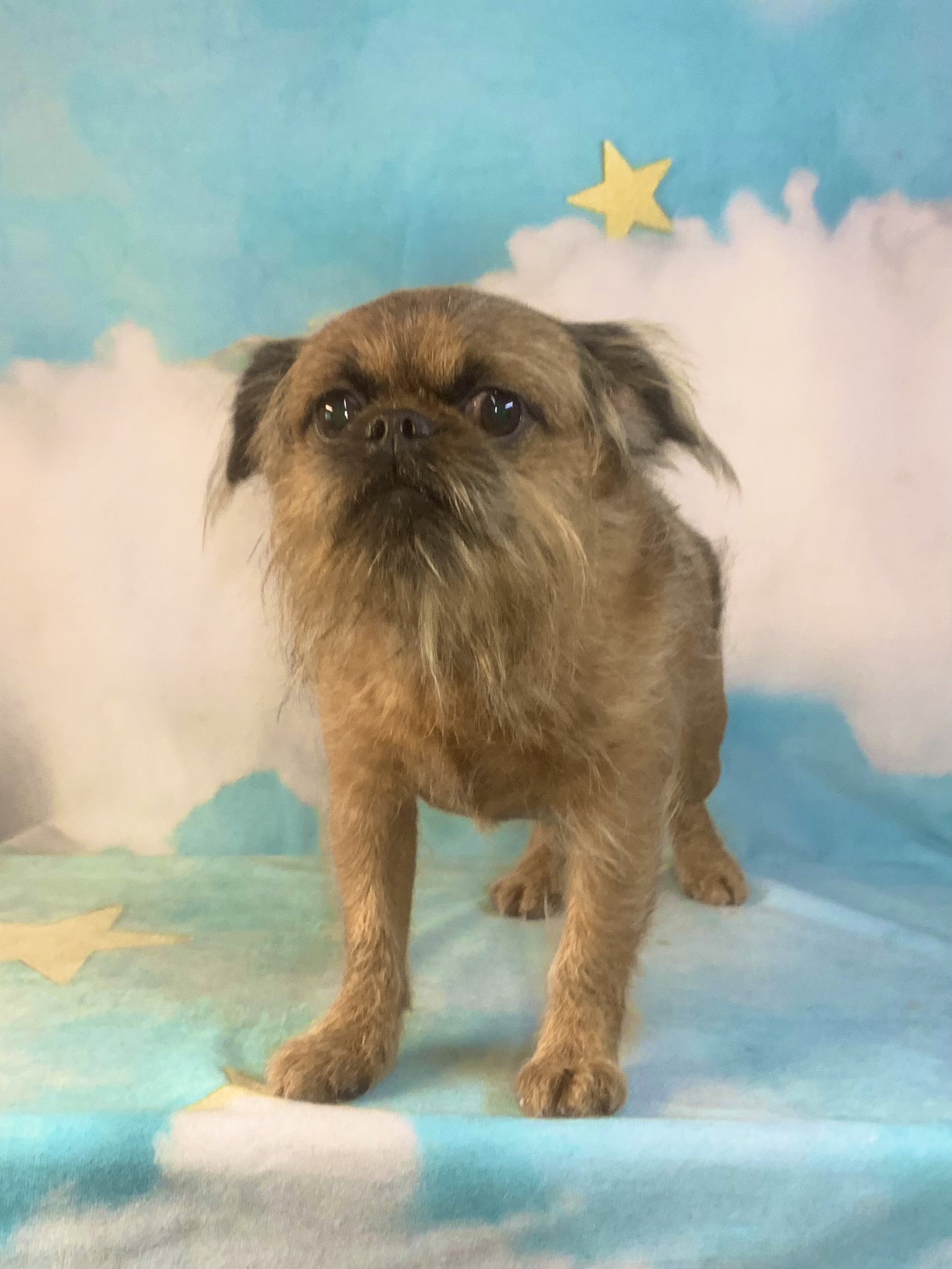 つくば市でトリミングです。ロックくん　(ブリュッセルグリフォン男の子　シャンプー＆カットコースです。)