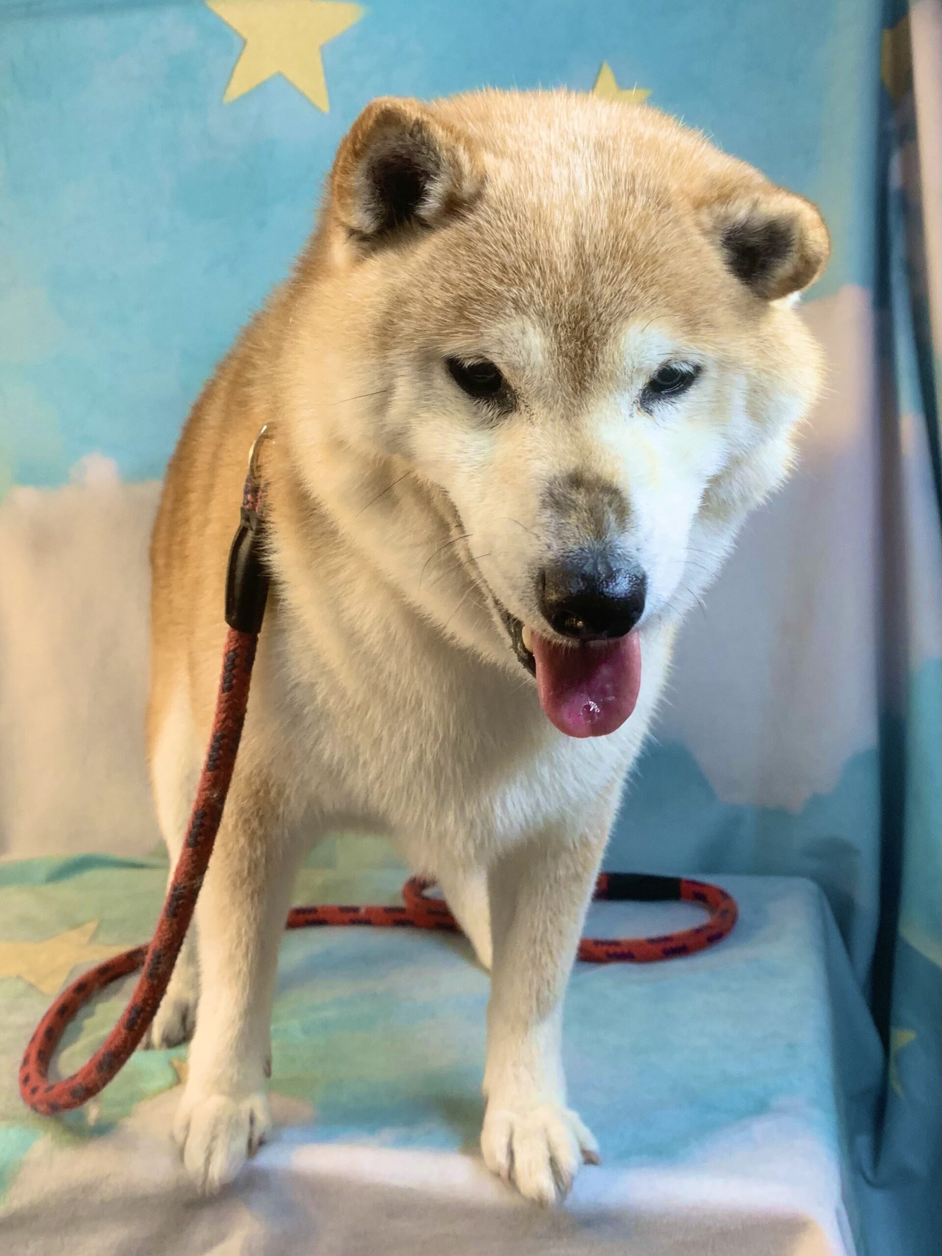 つくばみらい市でトリミングです。アイちゃん　(柴犬女の子　シャンプーコースです。)