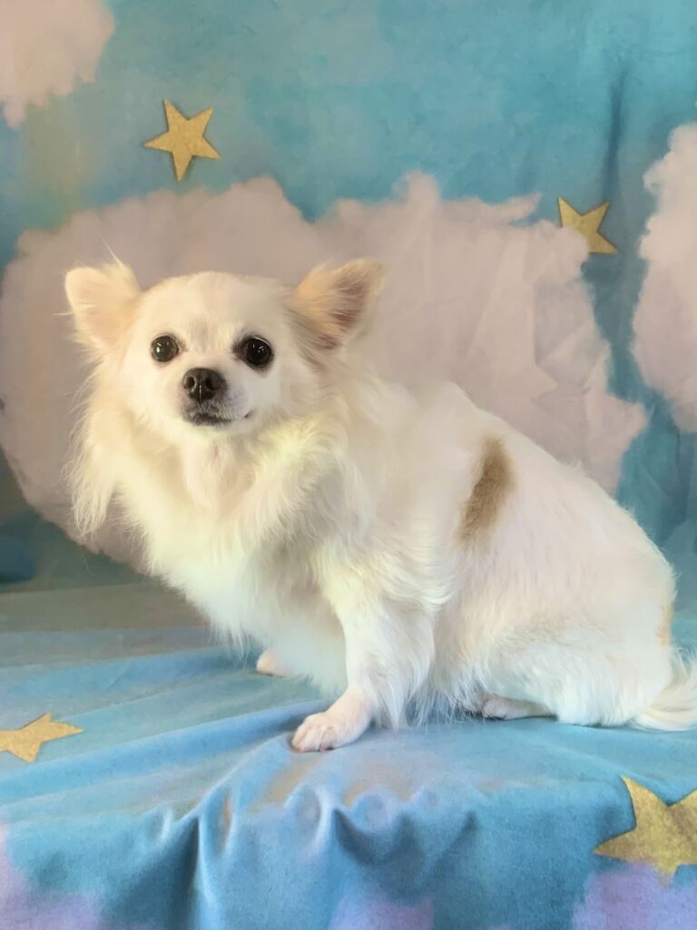 龍ヶ崎市でトリミングです。ミルキーちゃん　(チワワ女の子　シャンプーコースです。)