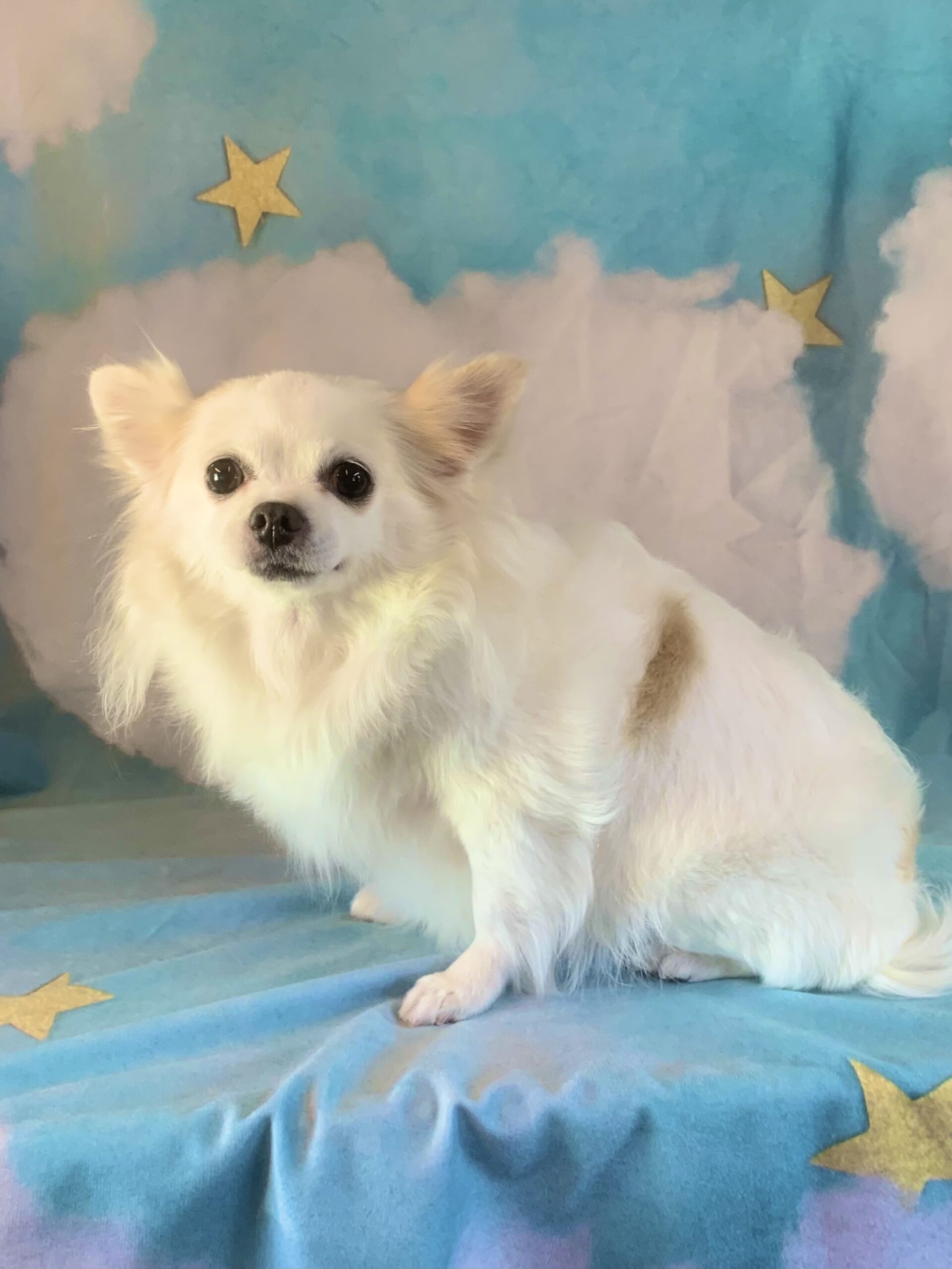 龍ヶ崎市でトリミングです。ミルキーちゃん　(チワワ女の子　シャンプーコースです。)