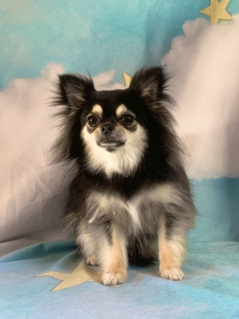 守谷市でトリミングです。クレアちゃん　(チワワ女の子　(シャンプーコース)です。)