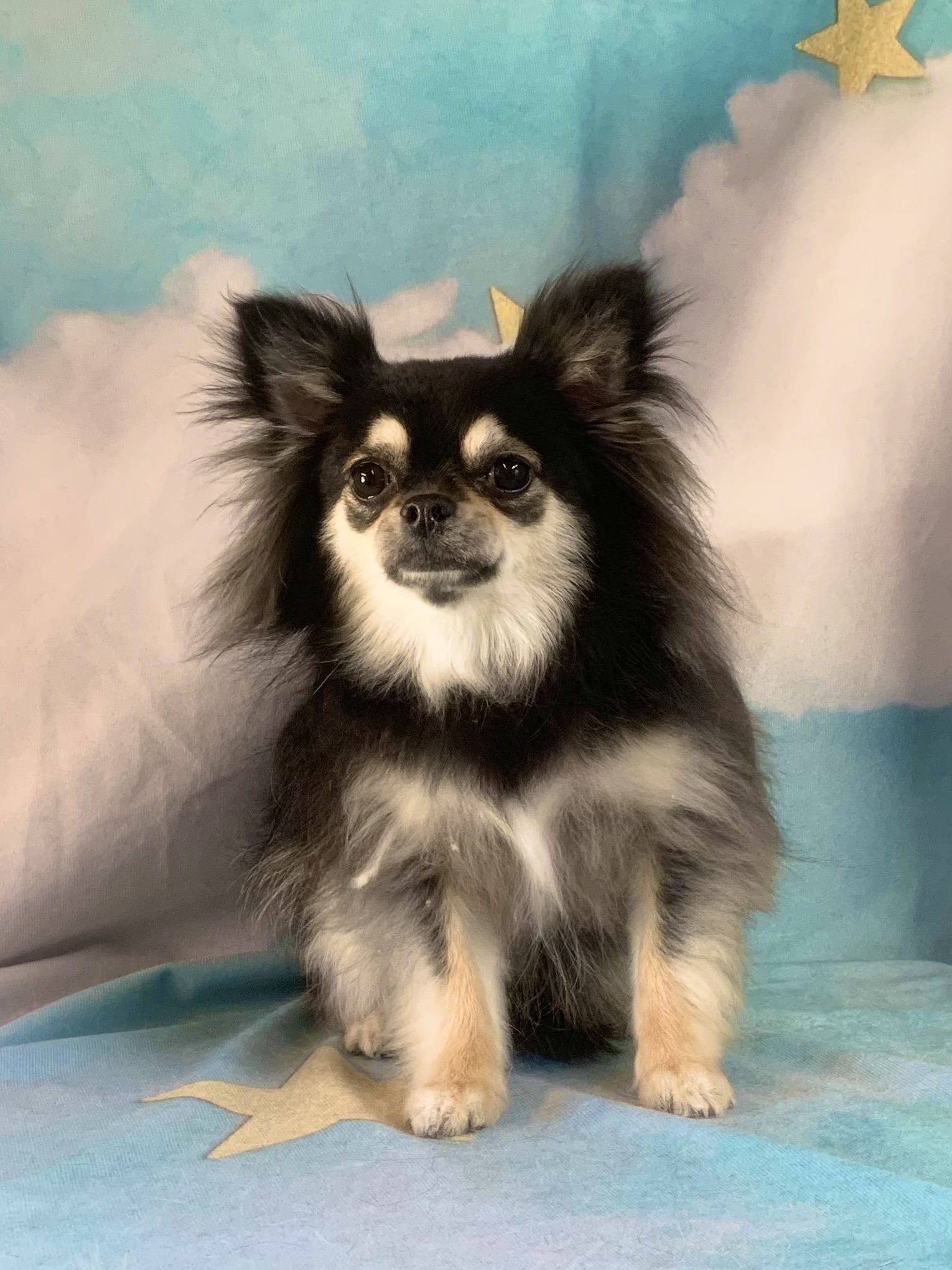 守谷市でトリミングです。クレアちゃん　(チワワ女の子　(シャンプーコース)です。)