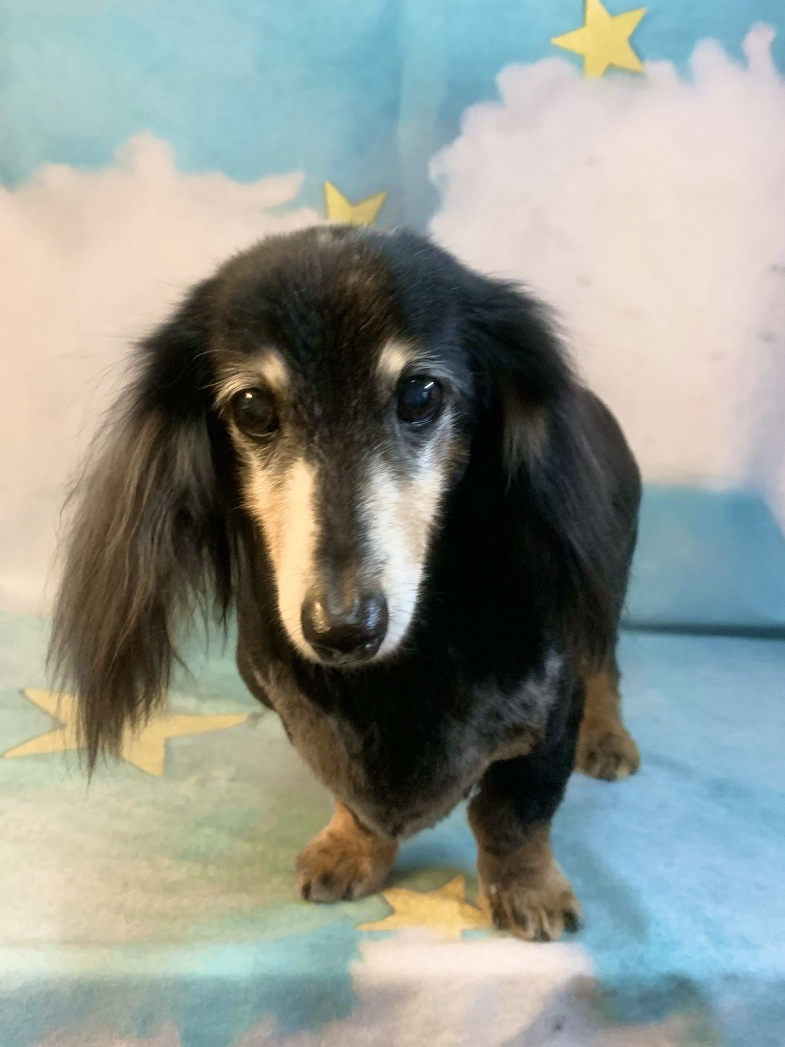 つくば市でトリミングです。キュウちゃん　(ミニチュアダックスフンド女の子　シャンプー＆カットコースです。)