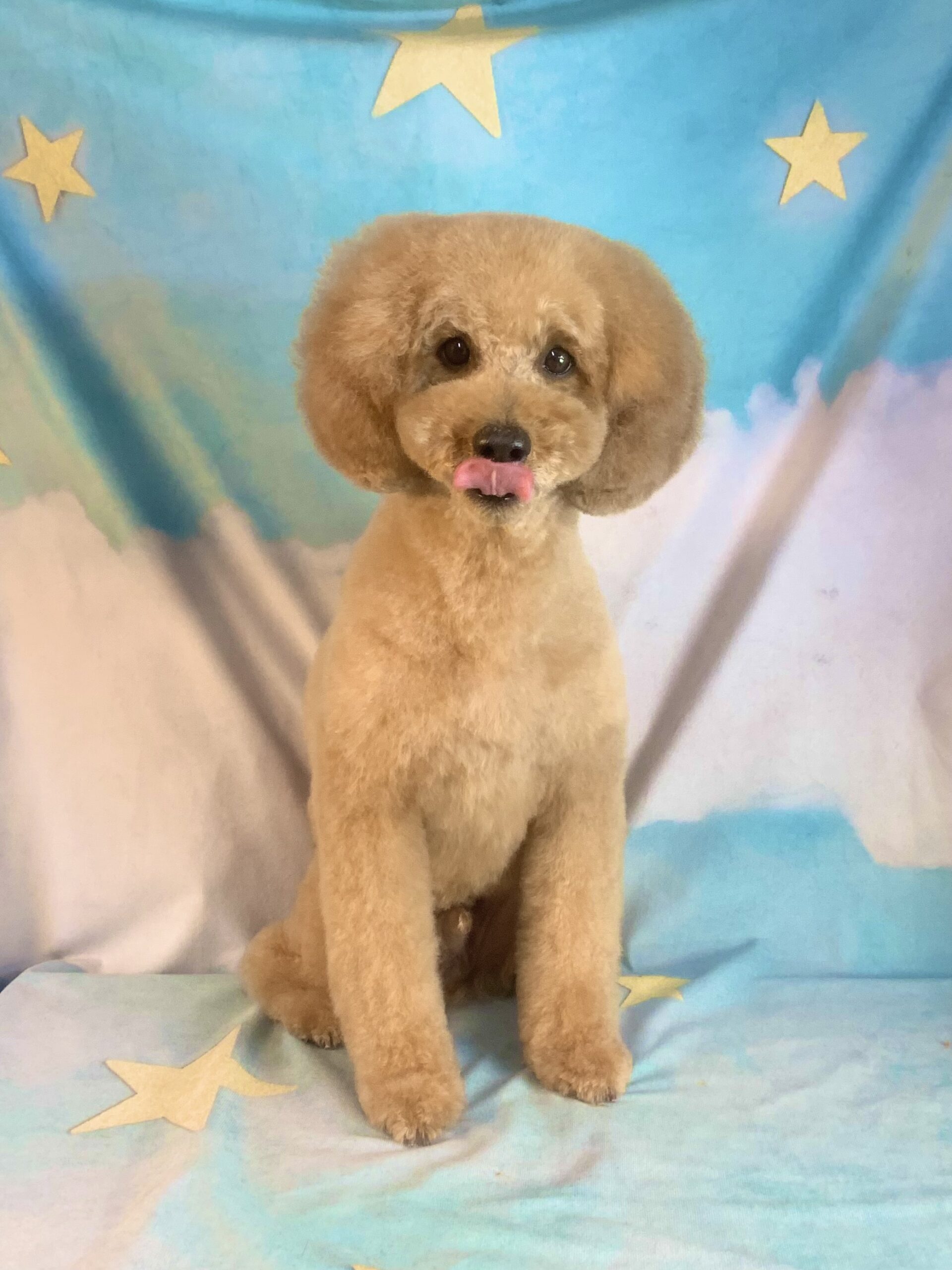 つくばみらい市でトリミングです。マロンくん　(トイプードル男の子　シャンプー＆カットコースです。)