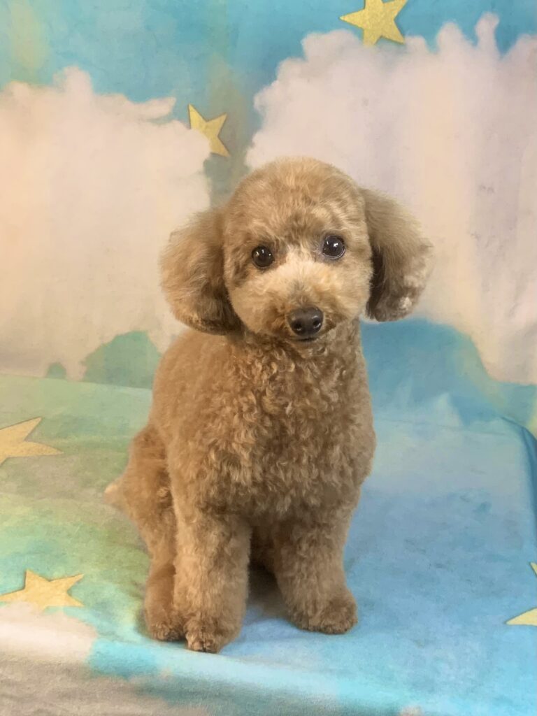 龍ヶ崎市でトリミングです。むぎちゃん　(トイプードル女の子　シャンプー＆カットコースです。)