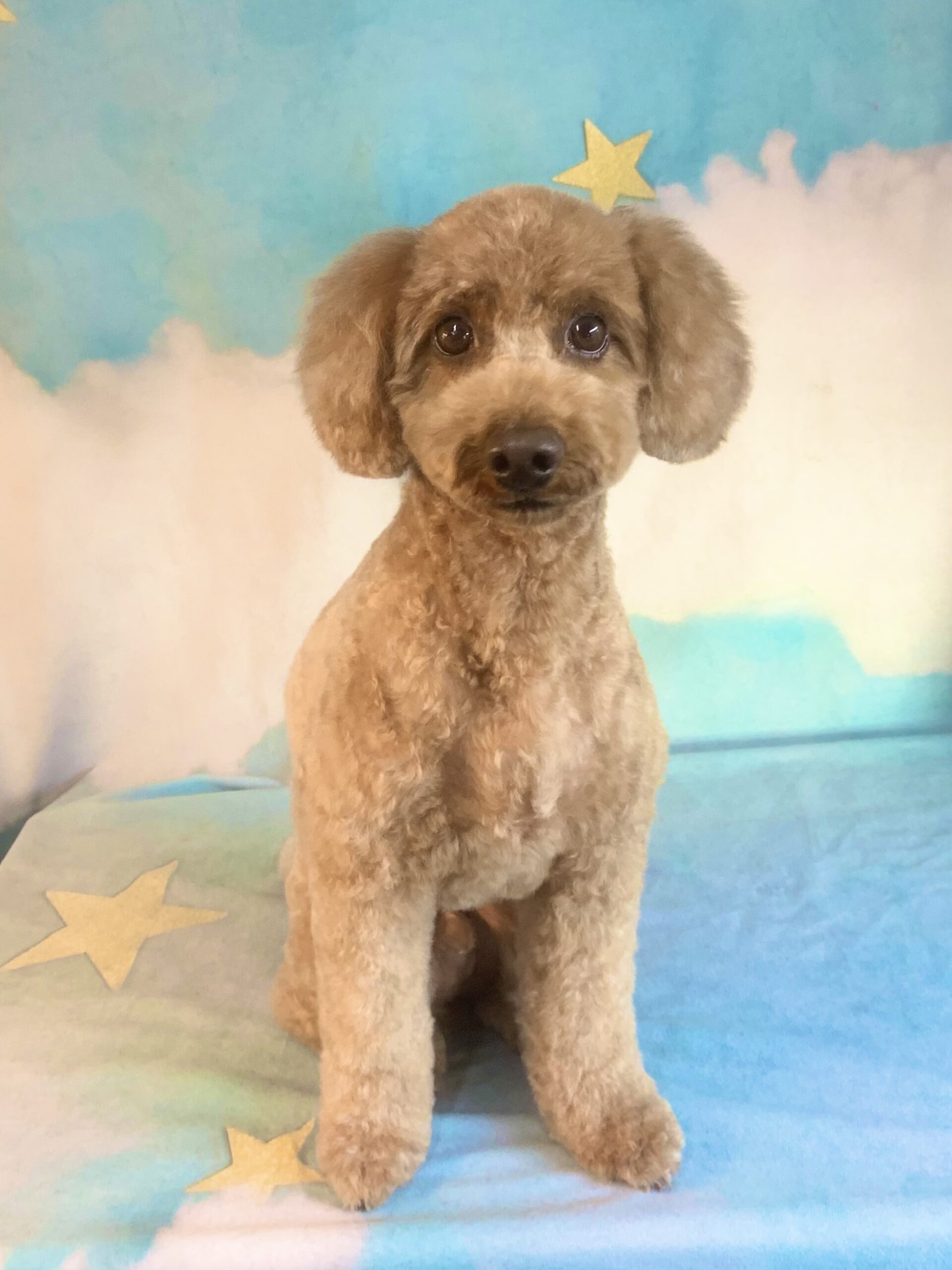 守谷市でトリミングです。アルくん　(トイプードル男の子　シャンプー＆カットコースです。)