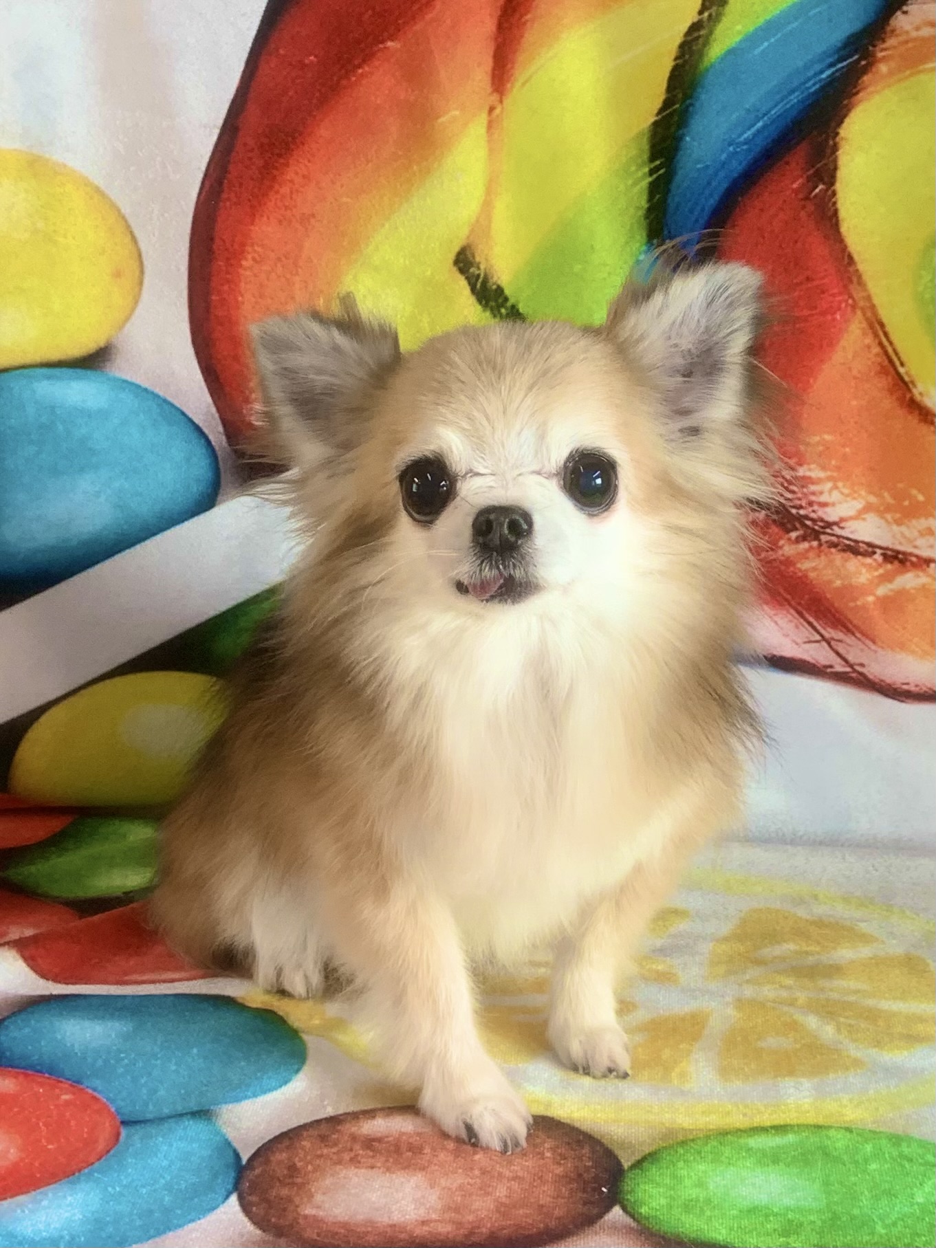 柏市でトリミングです。ナルくん　(チワワ男の子　シャンプーコース(お手入れ)です。)