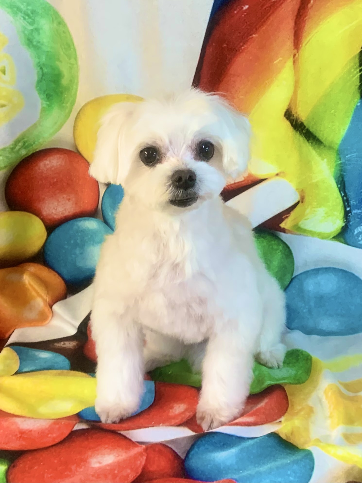 柏市でトリミングです。ココちゃん　(マルチーズ女の子　シャンプー＆カットコースです。)