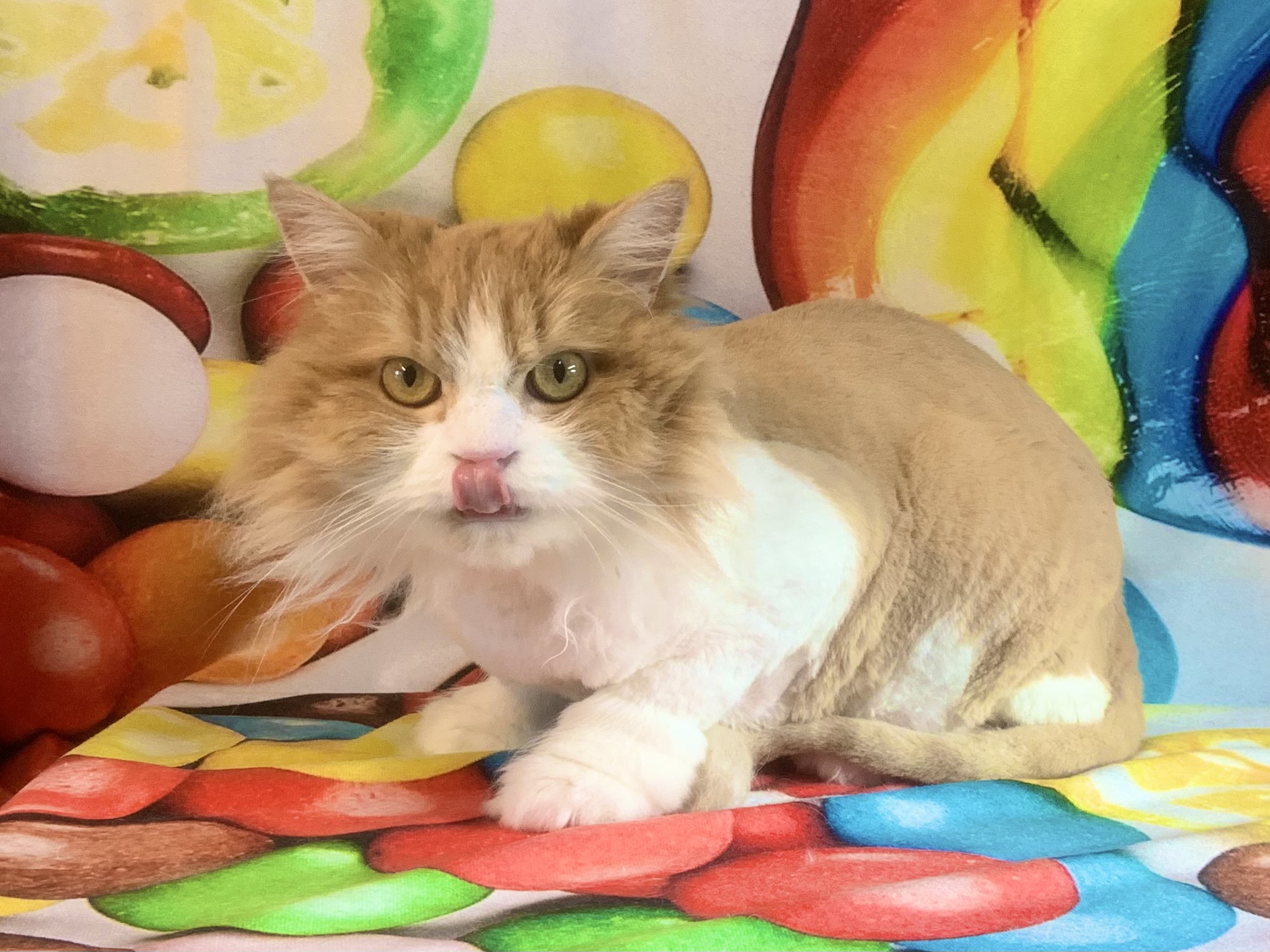 稲敷市でトリミングです。ピプくん　(スコティッシュフォールド男の子　グルーミング＆カットコースです。)