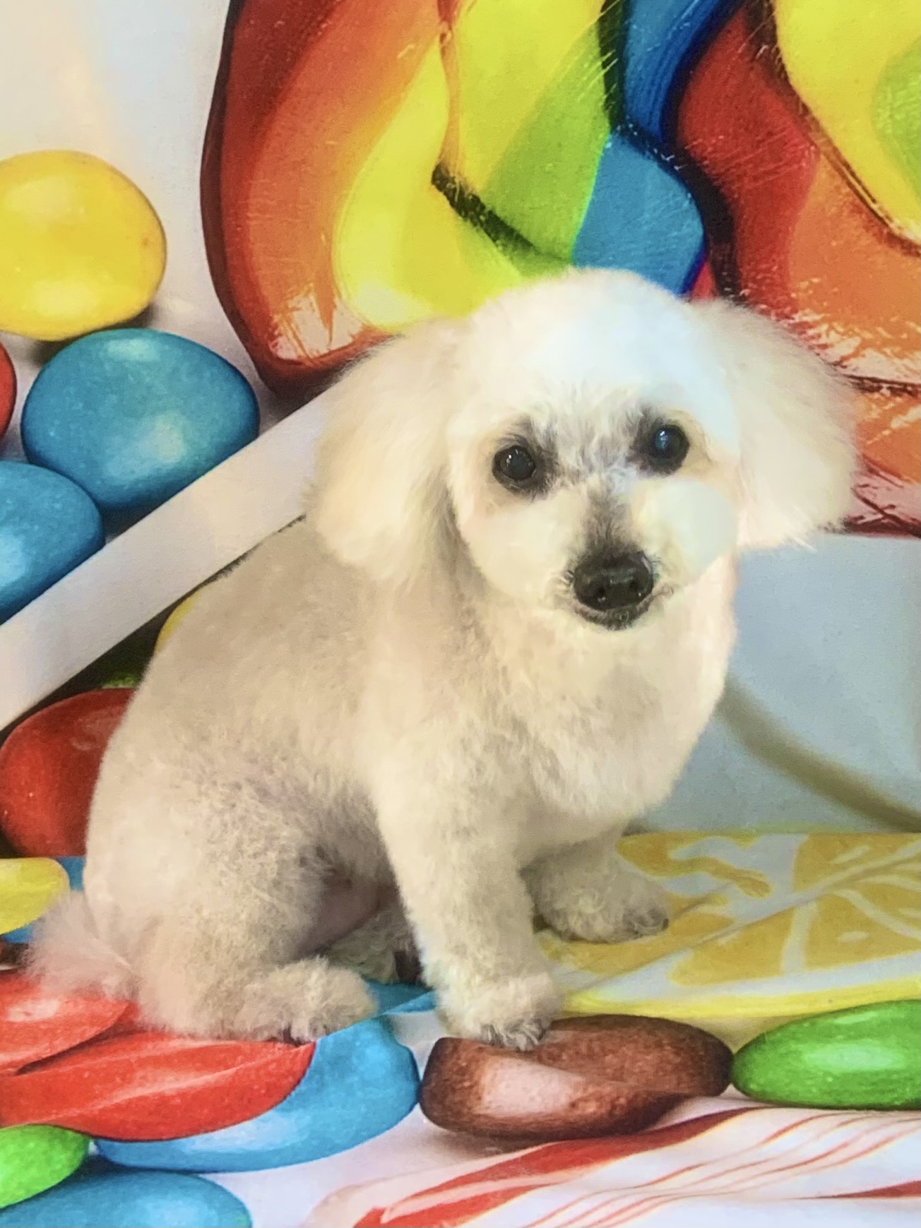 守谷市でトリミングです。ミルクちゃん　(トイプードル女の子　シャンプー＆カットコースです。)