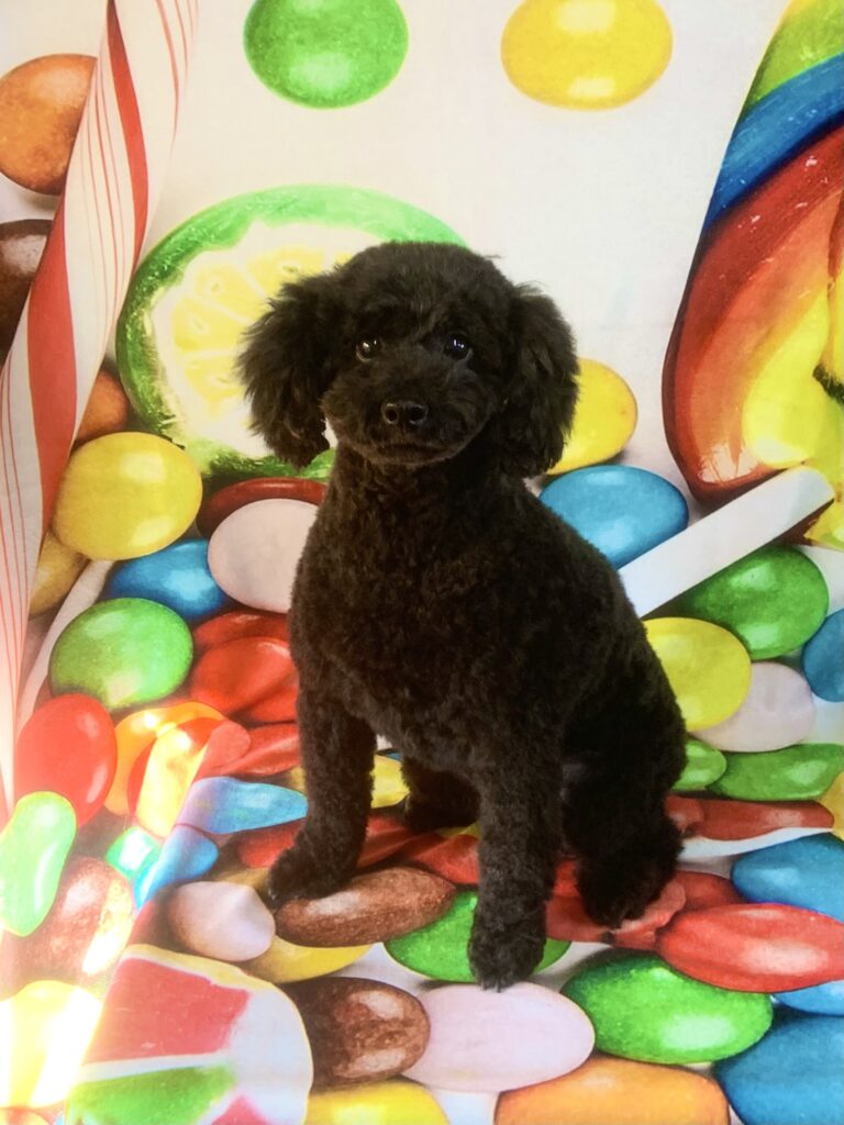 守谷市でトリミングです。リンちゃん　(トイプードル女の子　シャンプー＆カットコースです。)