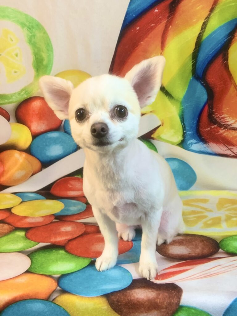 龍ヶ崎市でトリミングです。モモちゃん　(チワワ女の子　シャンプー＆カットコースです。)