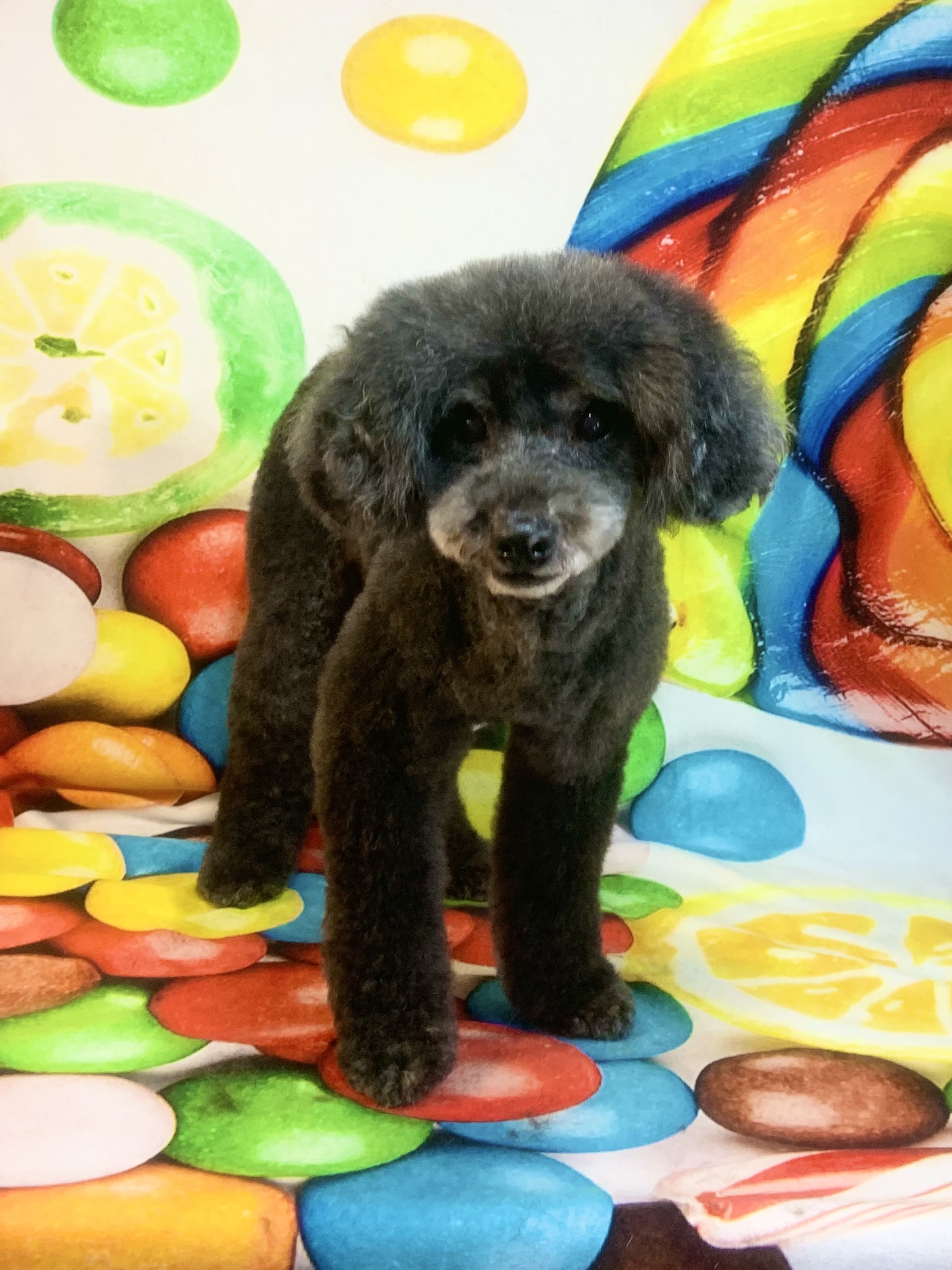 つくば市でトリミングです。ハッピーくん　(トイプードル男の子　シャンプー＆カットコースです。)