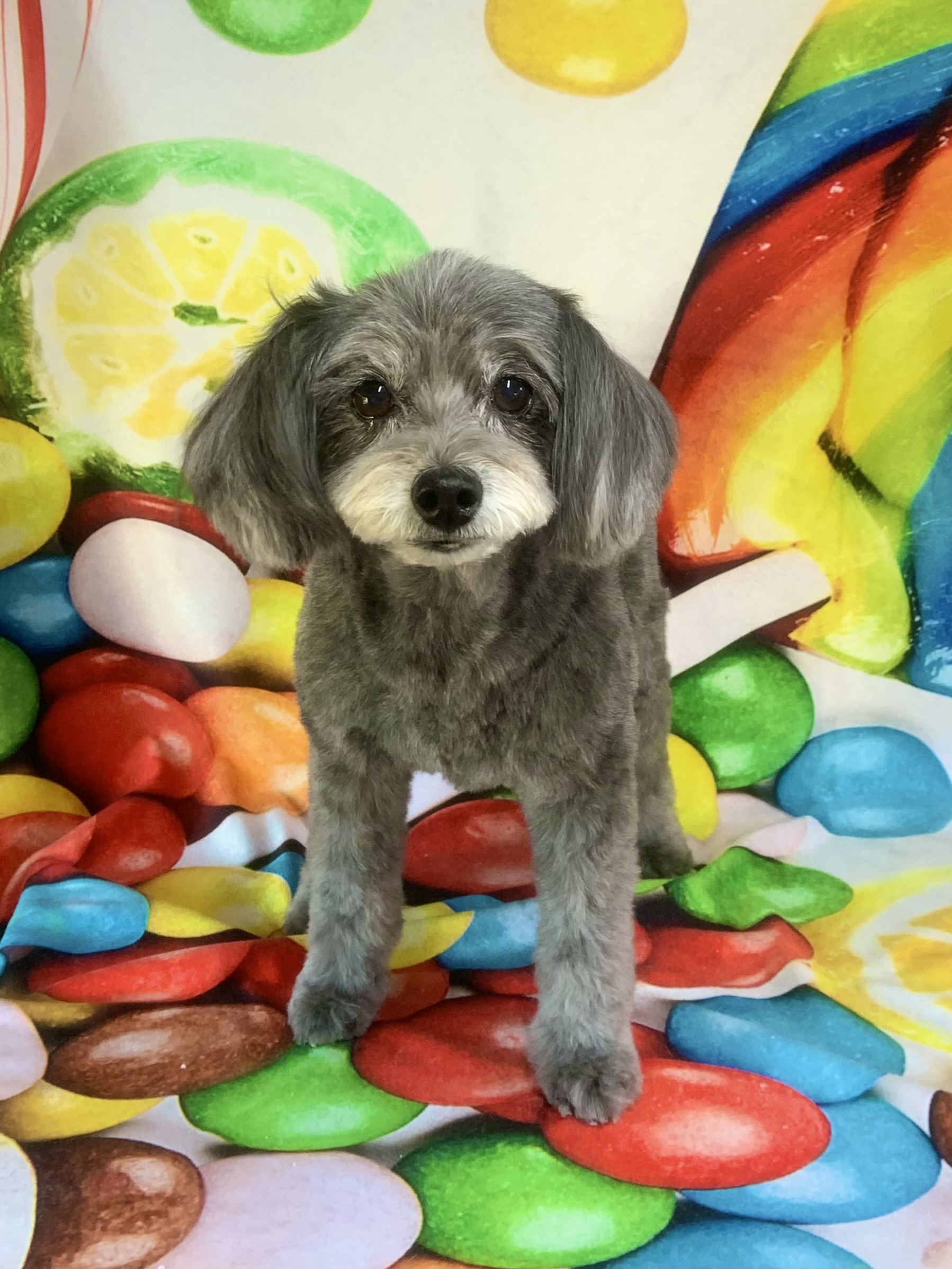 つくばみらい市でトリミングです。コユキちゃん　(トイプードルＭＩＸ女の子　シャンプー＆カットコースです。)