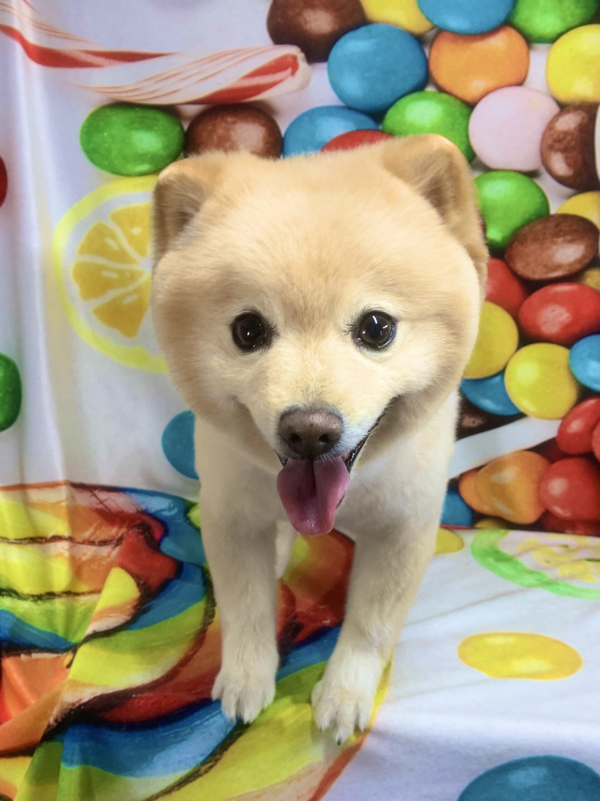 柏市でトリミングです。リキマルくん　(ポメラニアン男の子　シャンプー＆カットコースです。)
