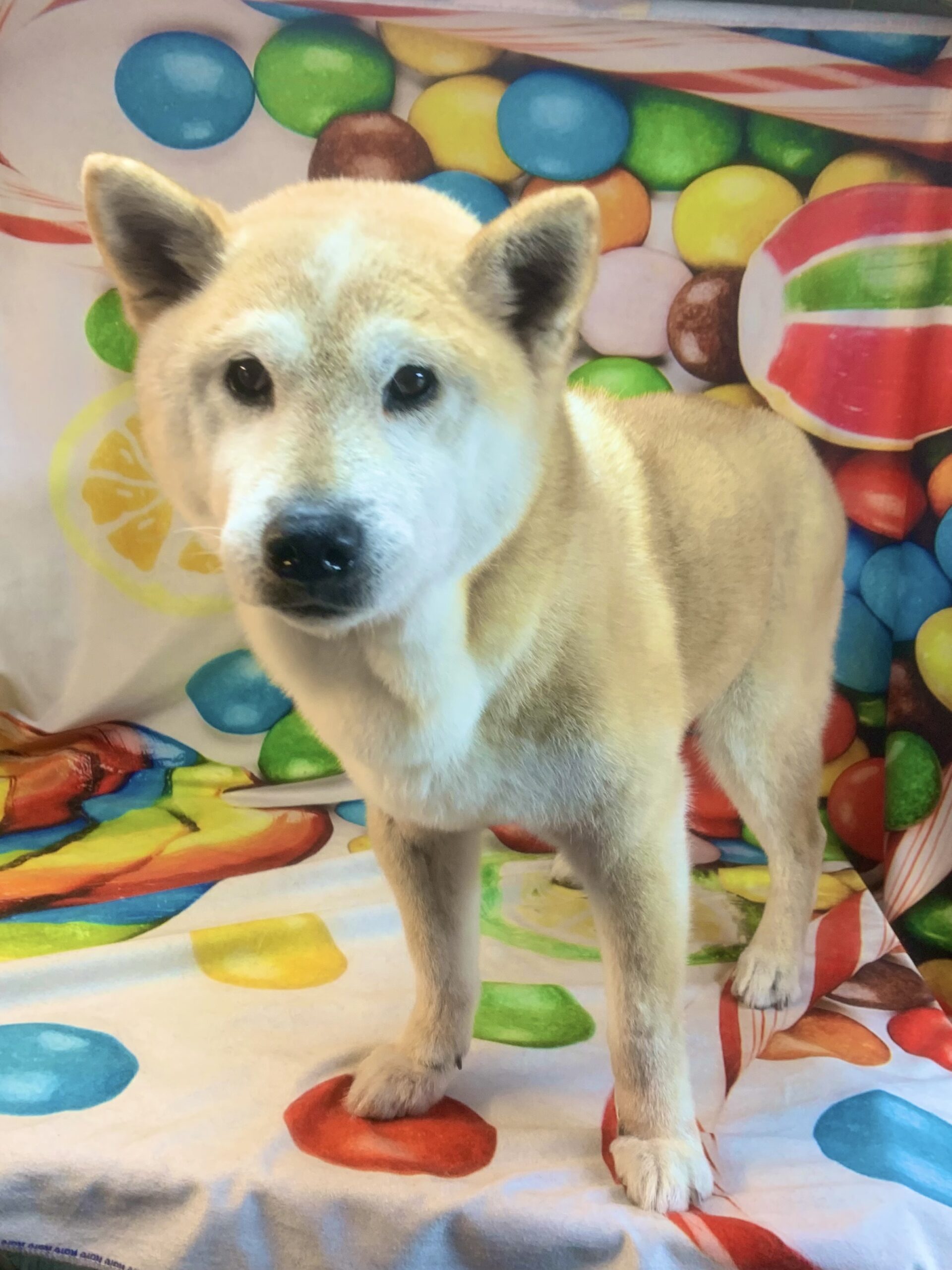 守谷市でトリミングです。けんたくん　(柴犬男の子　シャンプーコース(お手入れ)です。)