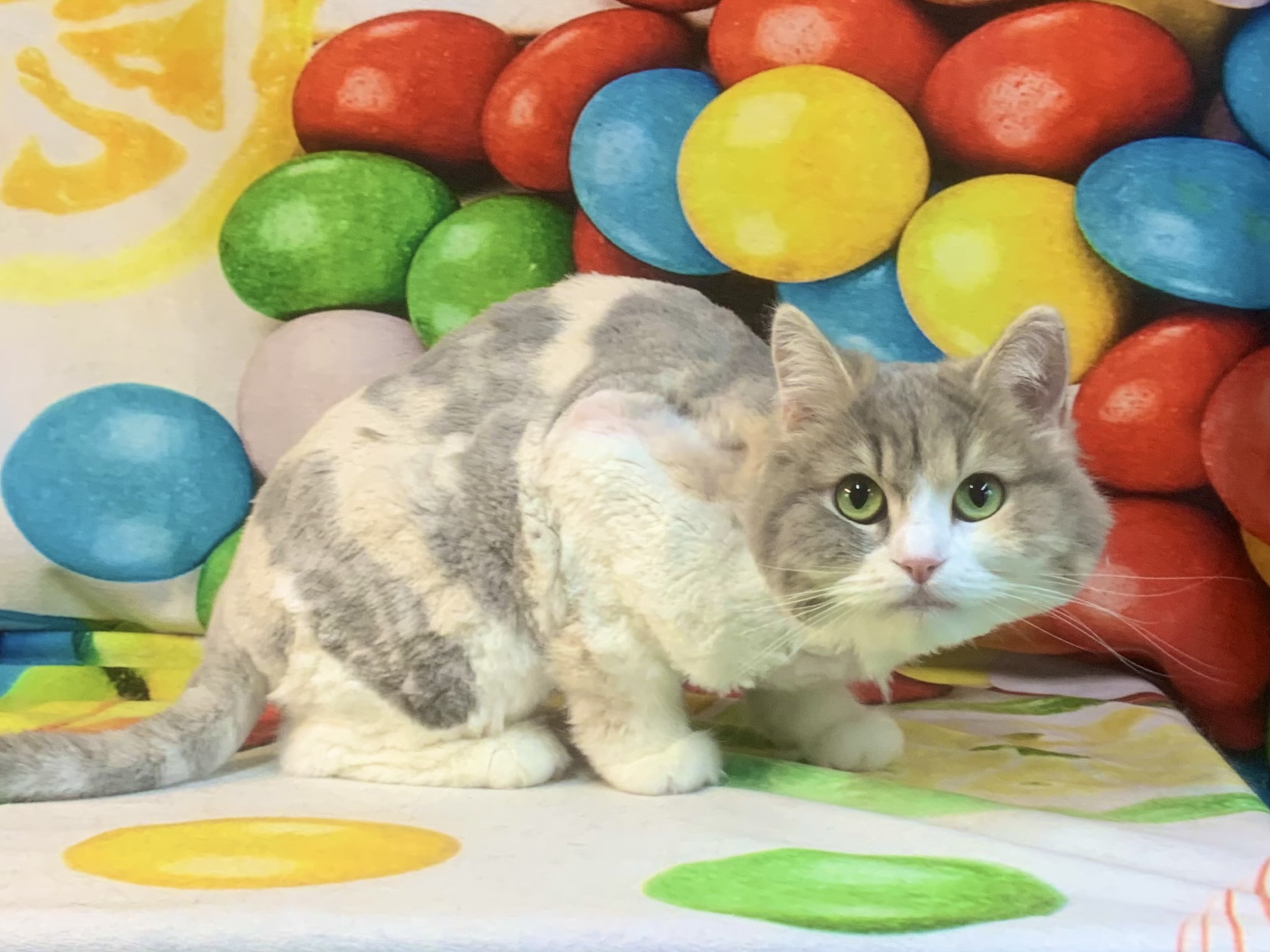 野田市でトリミングです。ダンゴちゃん　(長毛ＭＩＸ猫女の子　グルーミング＆カットコースです。)