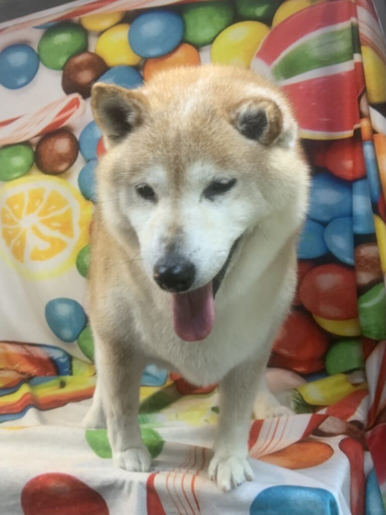 つくば市でトリミングです。アイちゃん　(柴犬女の子　シャンプーコース(お手入れ)です。)