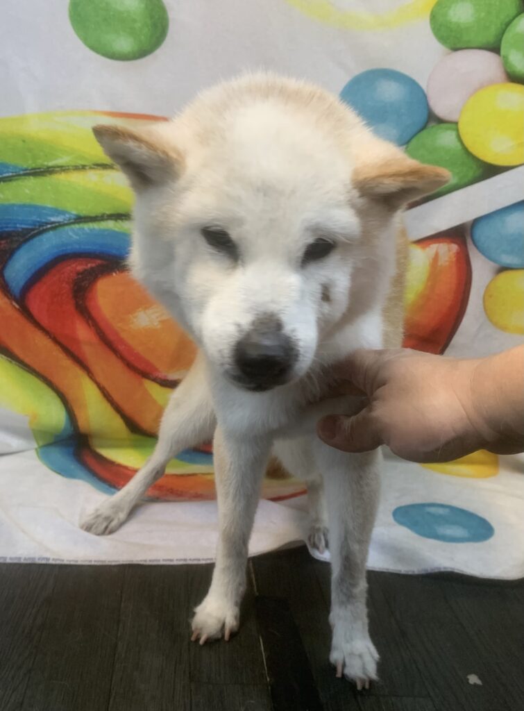 つくば市でトリミングです。トモちゃん　(柴犬女の子　シャンプーコース(お手入れ)です。)