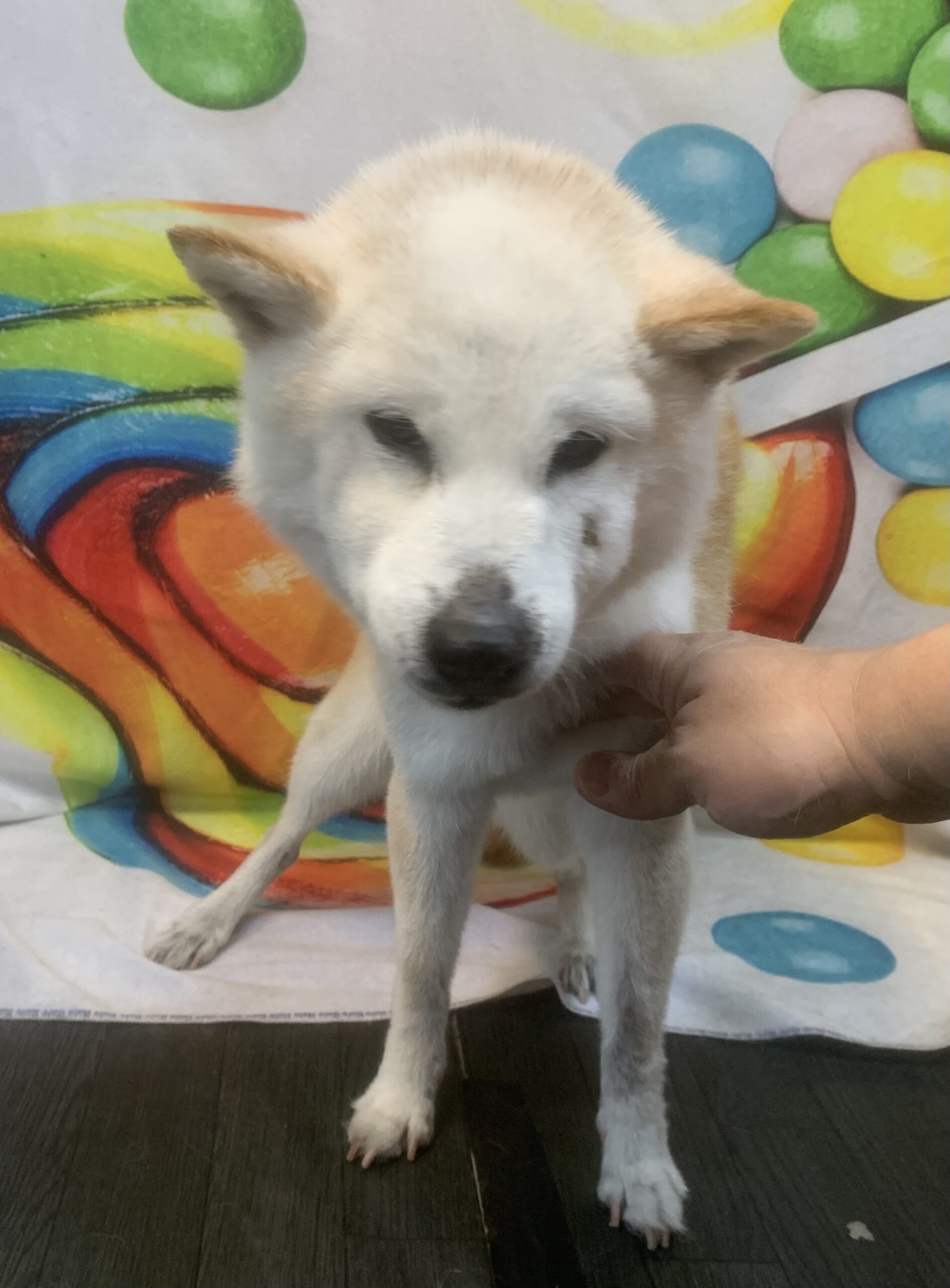 つくば市でトリミングです。トモちゃん　(柴犬女の子　シャンプーコース(お手入れ)です。)