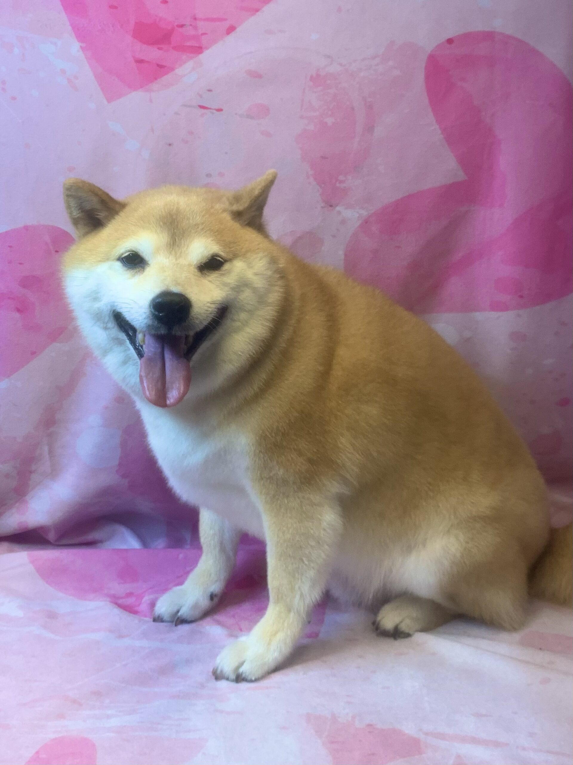 柏市でトリミングです。　ももくん　(柴犬男の子　シャンプーコース(お手入れ)です。)