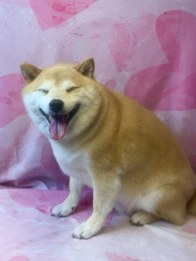 柏市でトリミングです。　ももくん　(柴犬男の子　シャンプーコース(お手入れ)です。)