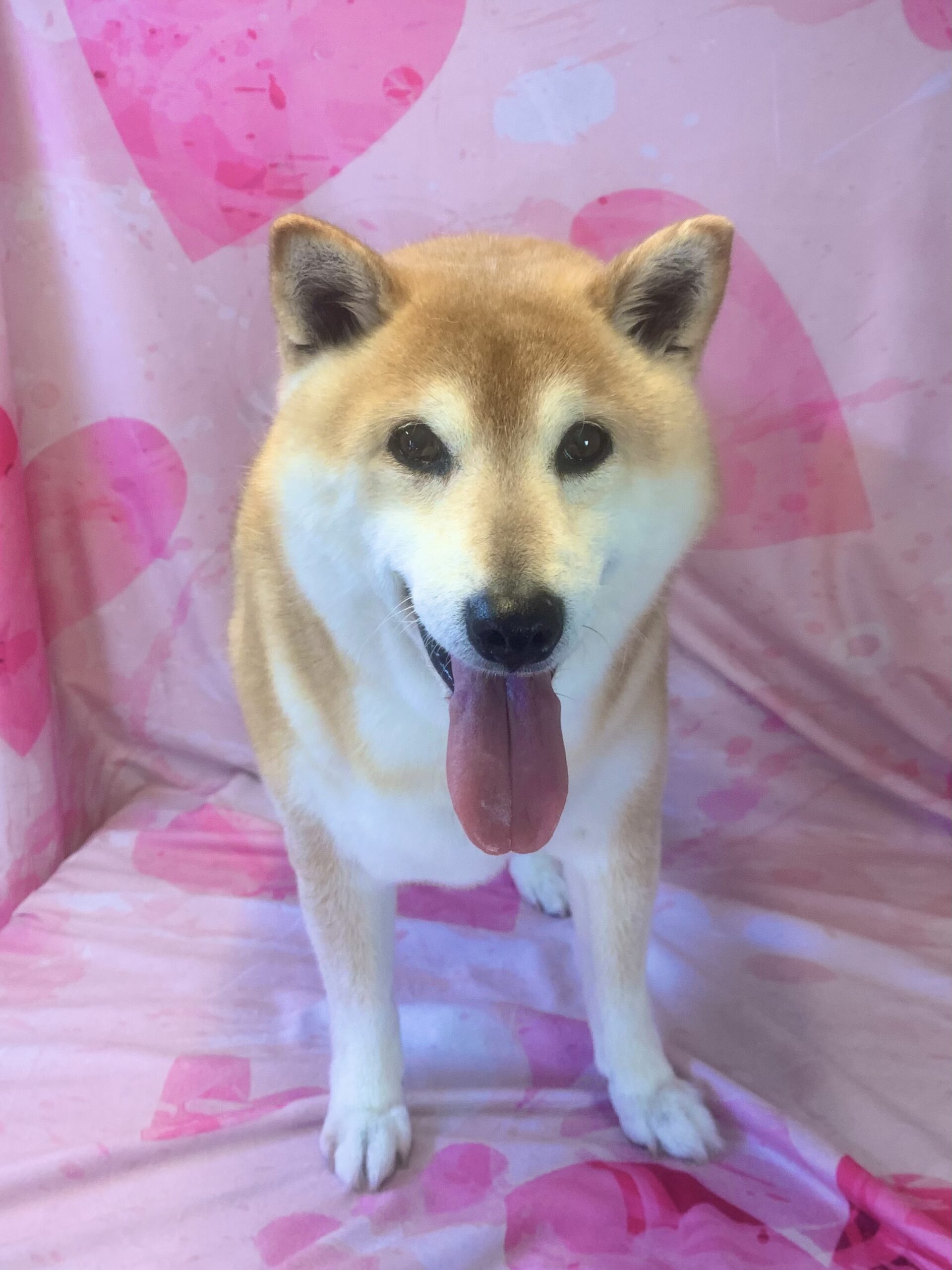 つくば市でトリミングです。福くん　(柴犬男の子　シャンプーコース(お手入れ)です。)