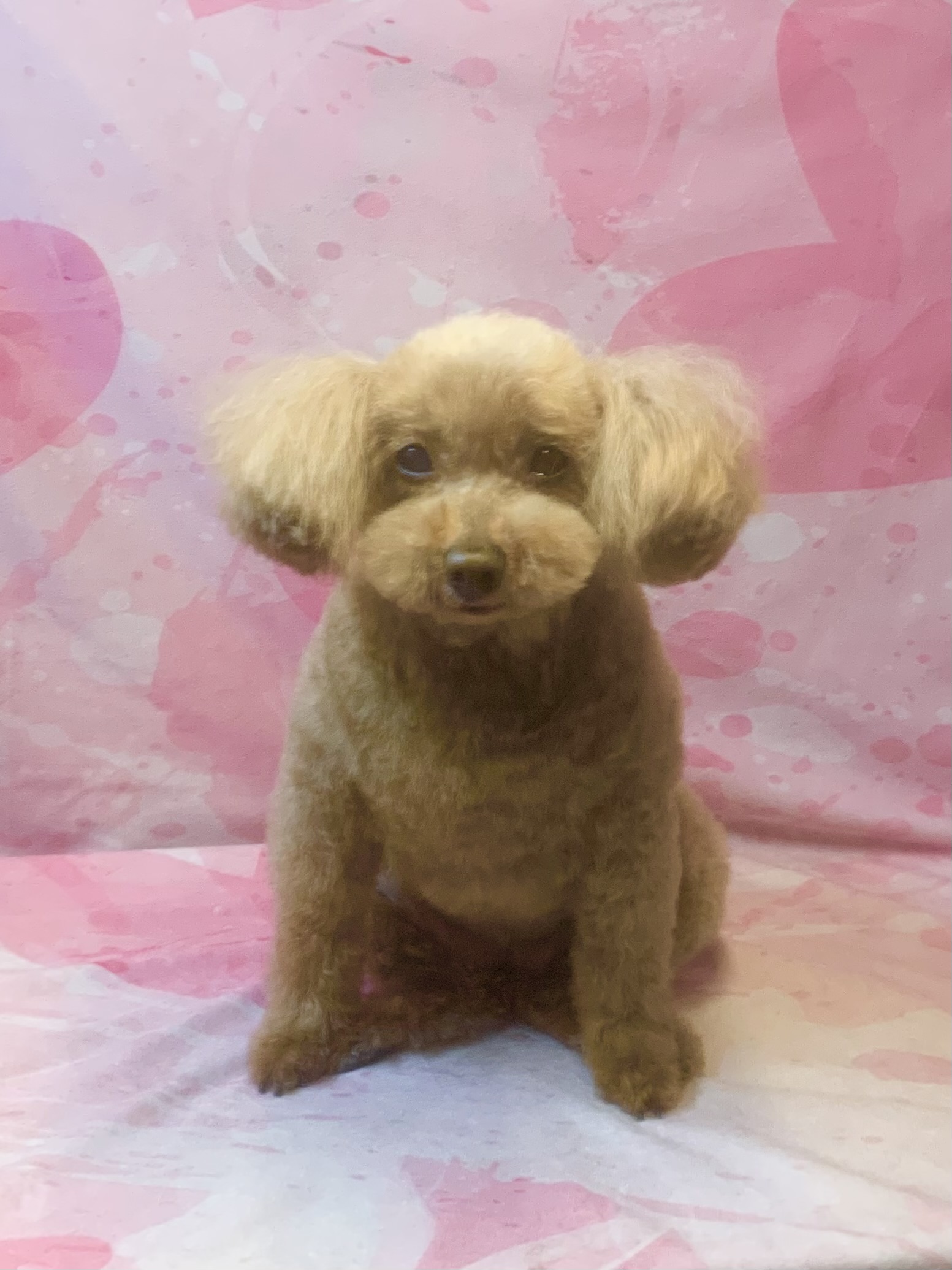 流山市でトリミングです。キティちゃん　(トイプードル女の子　シャンプー＆カットコースです。)