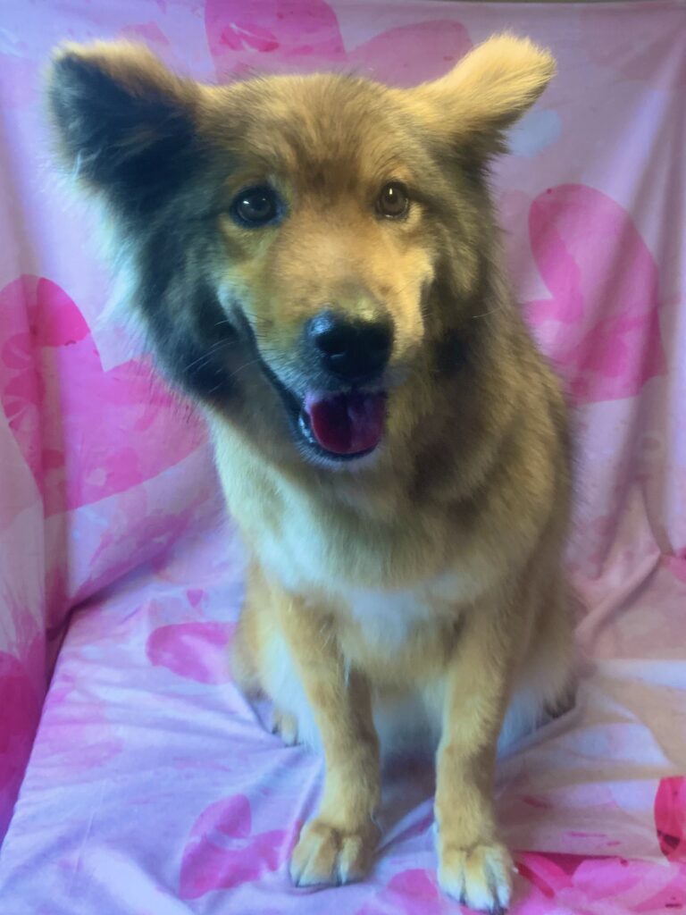 稲敷市でトリミングです。エリミちゃん　(中型ＭＩＸ犬女の子　シャンプー＆カットコースです。)