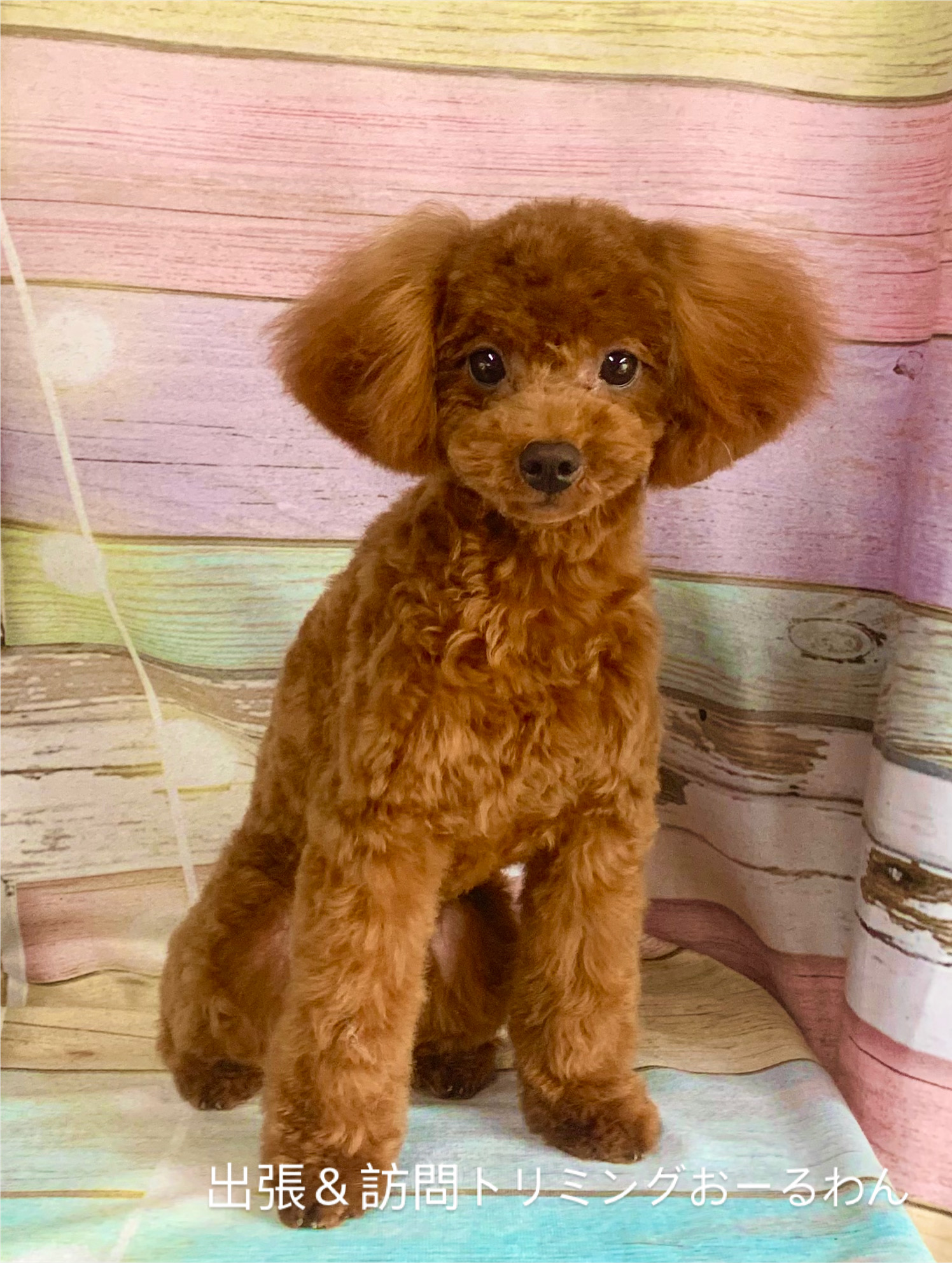 守谷市でトリミングです。パムくん　(トイプードル男の子　シャンプー＆カットコースです。)