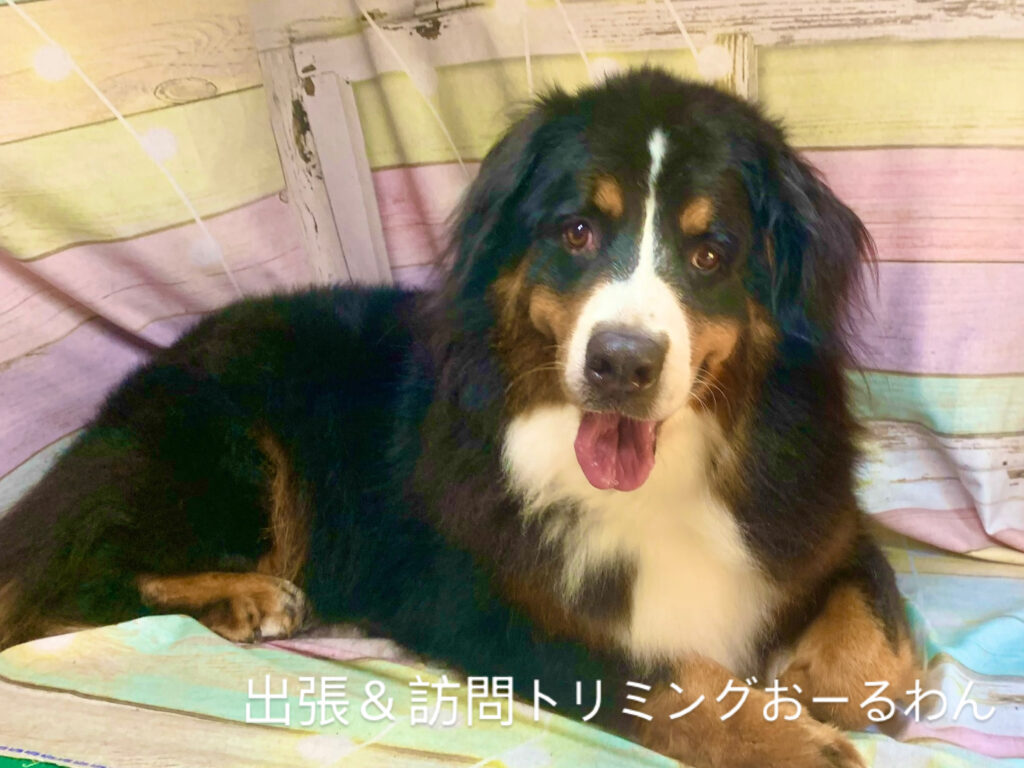 我孫子市でトリミングです。れもんちゃん　(バーニーズマウンテンドッグ女の子　シャンプーコースです。)