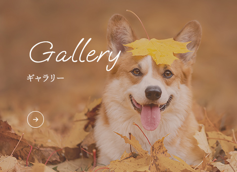 ギャラリー