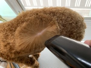 ブロー